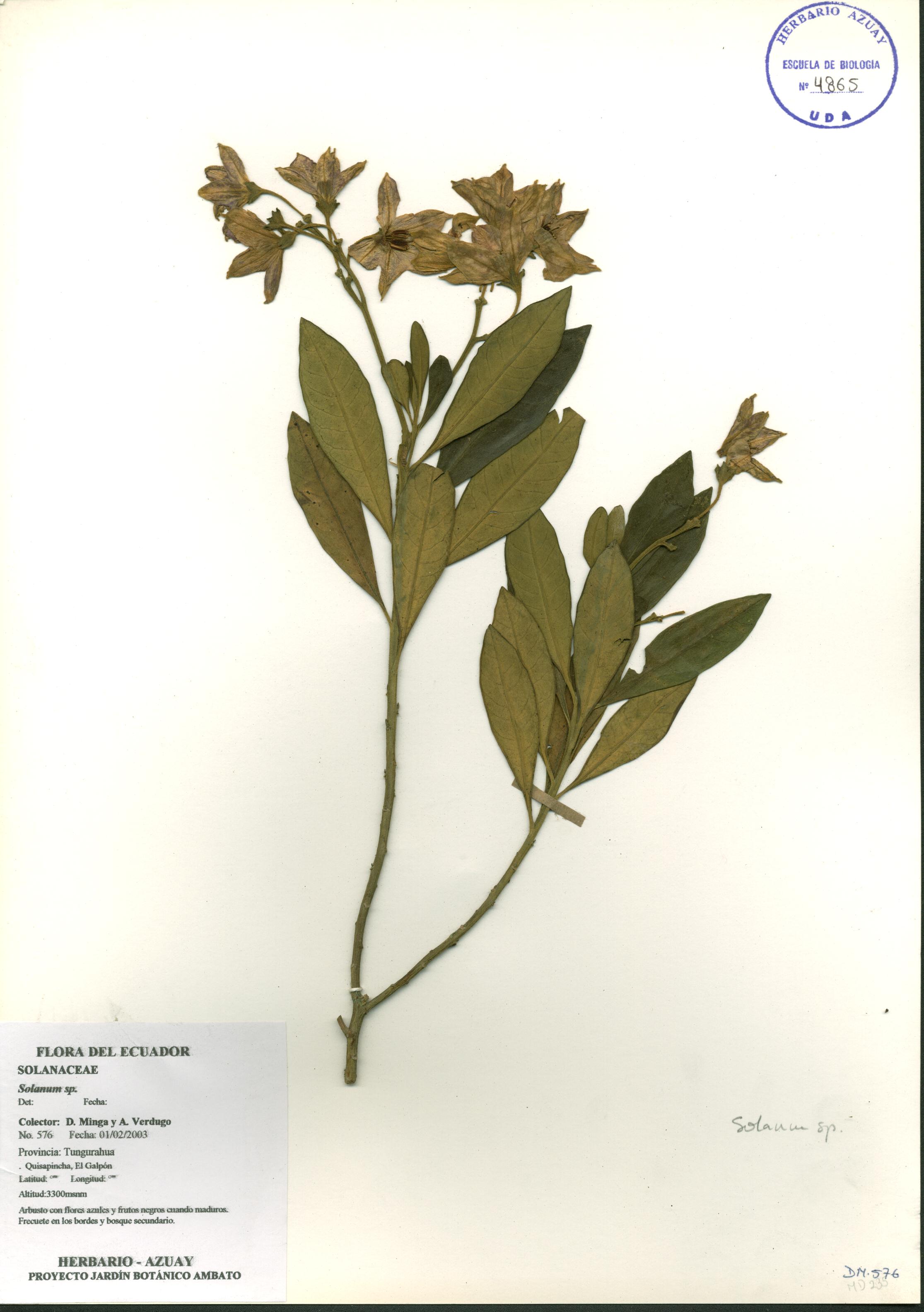 Solanum sp. SIN DETERMINAR