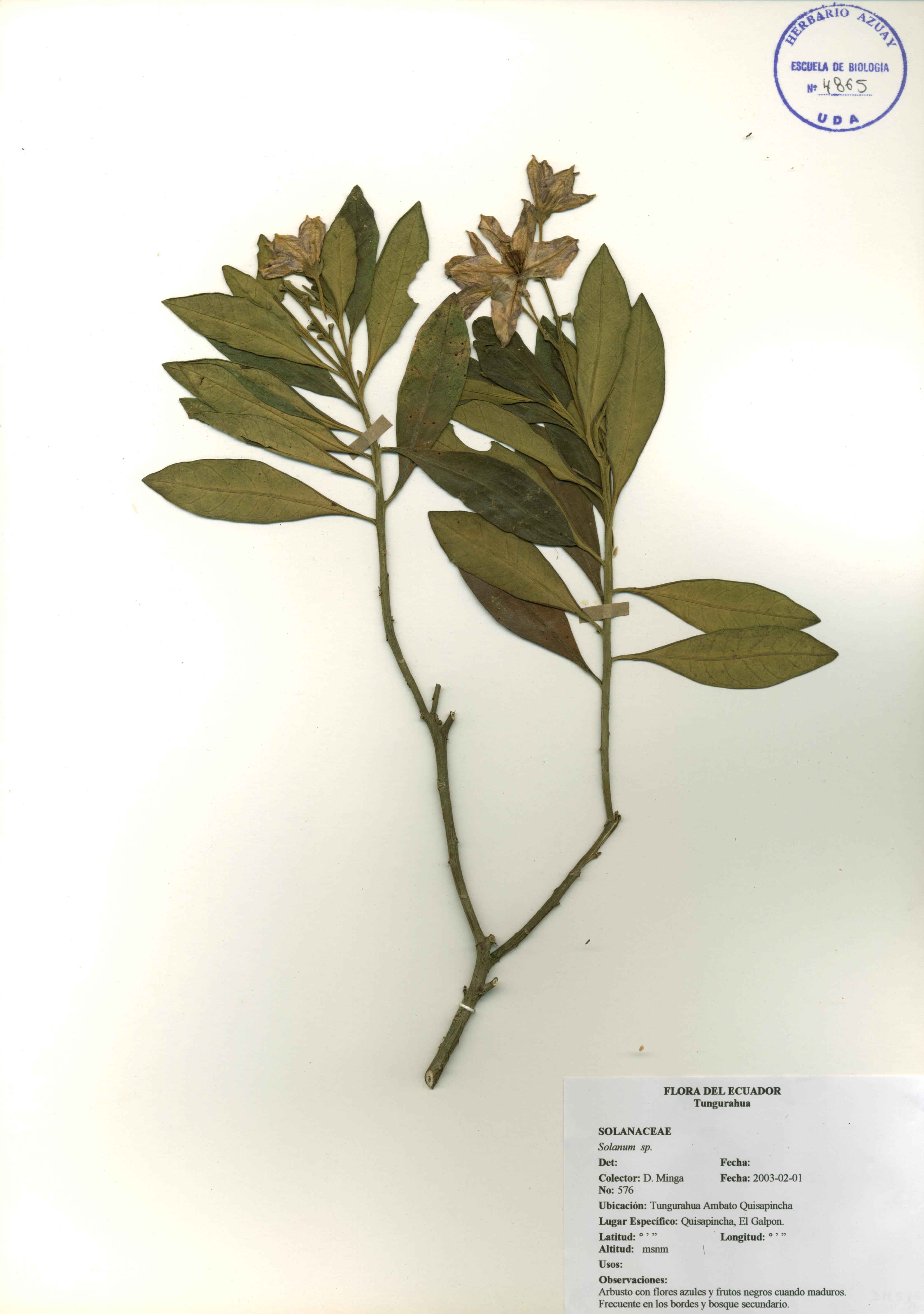 Solanum sp. SIN DETERMINAR