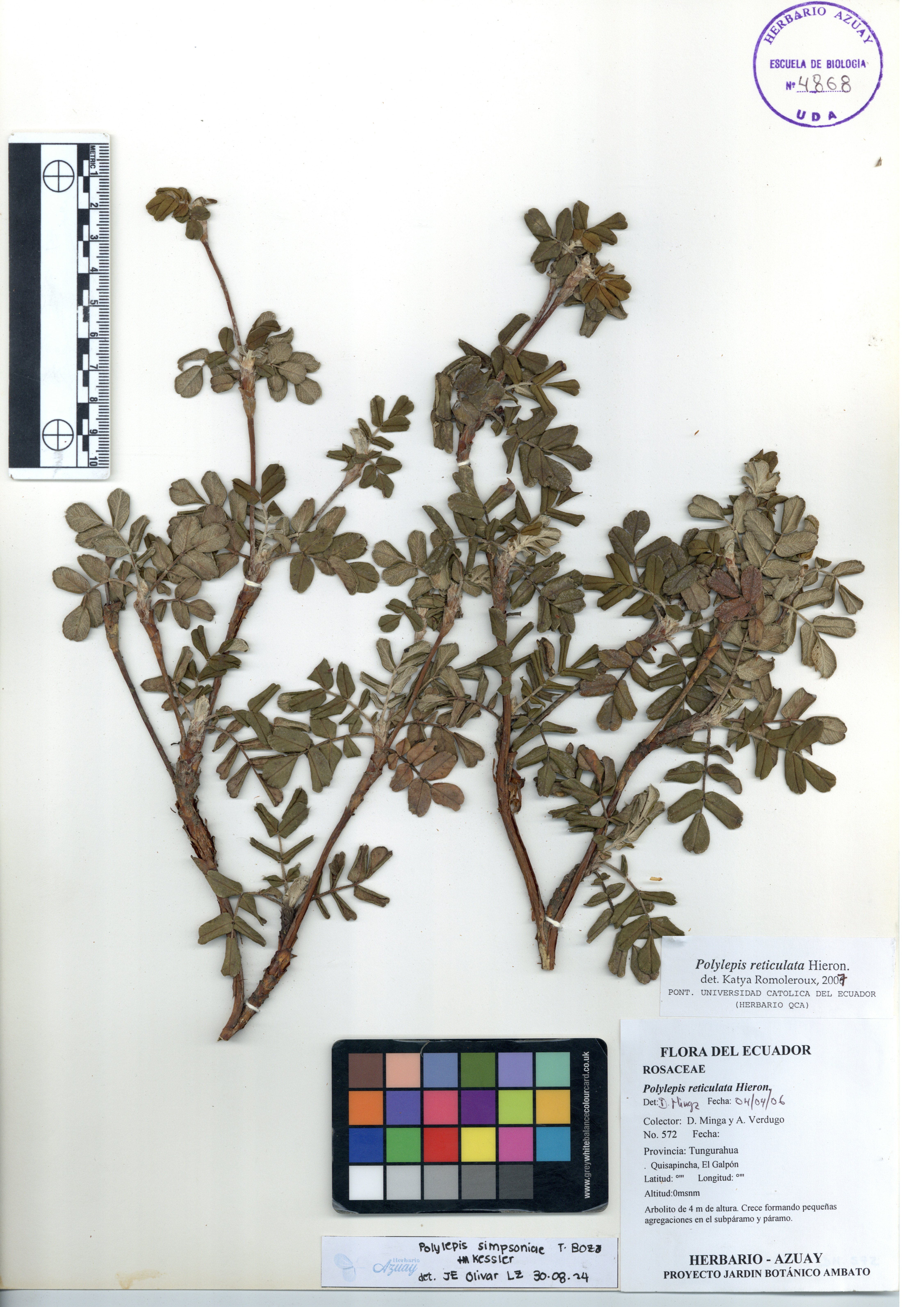 Polylepis simpsoniae T. Boza & M. Kessler