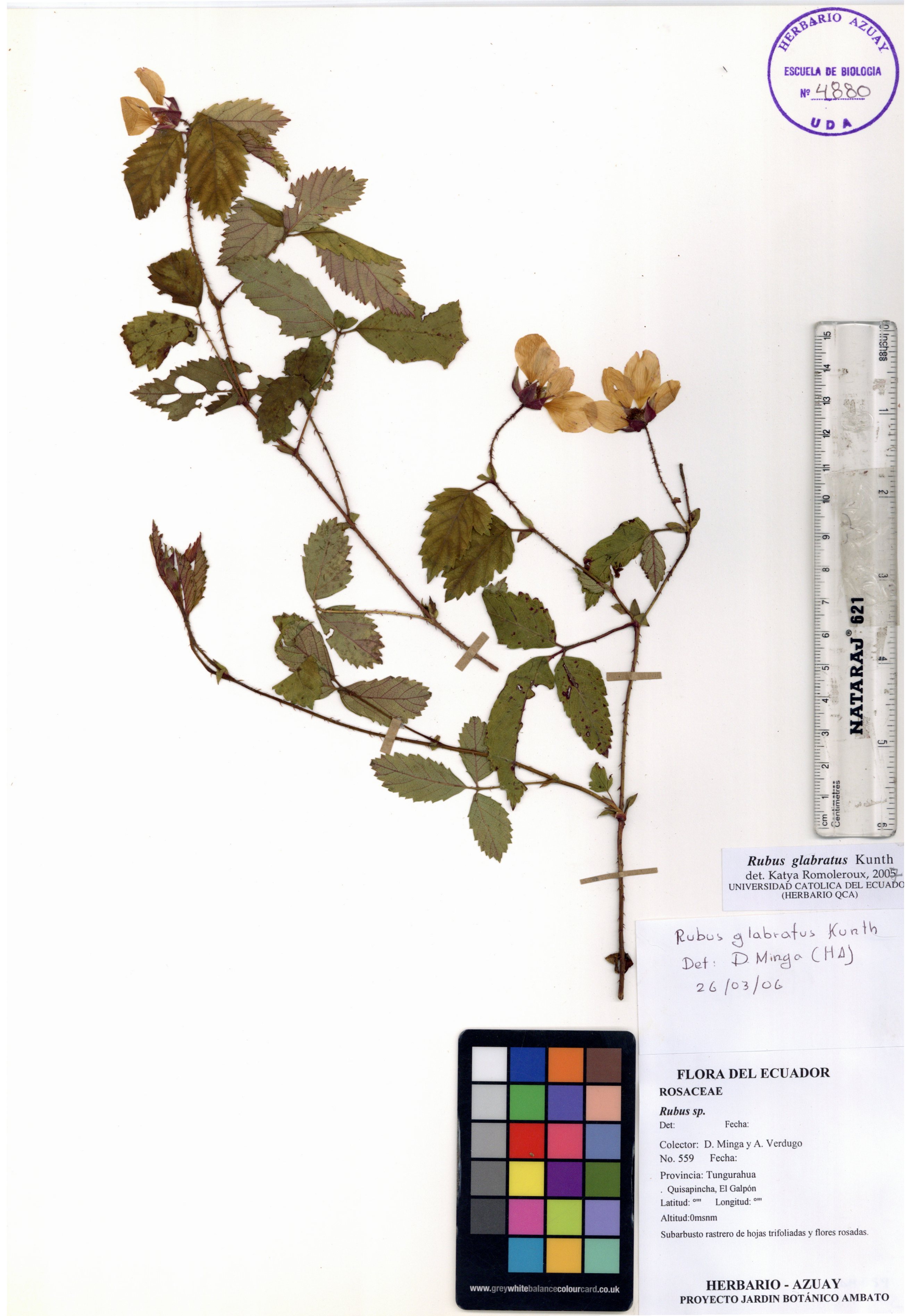 Rubus glabratus Kunth