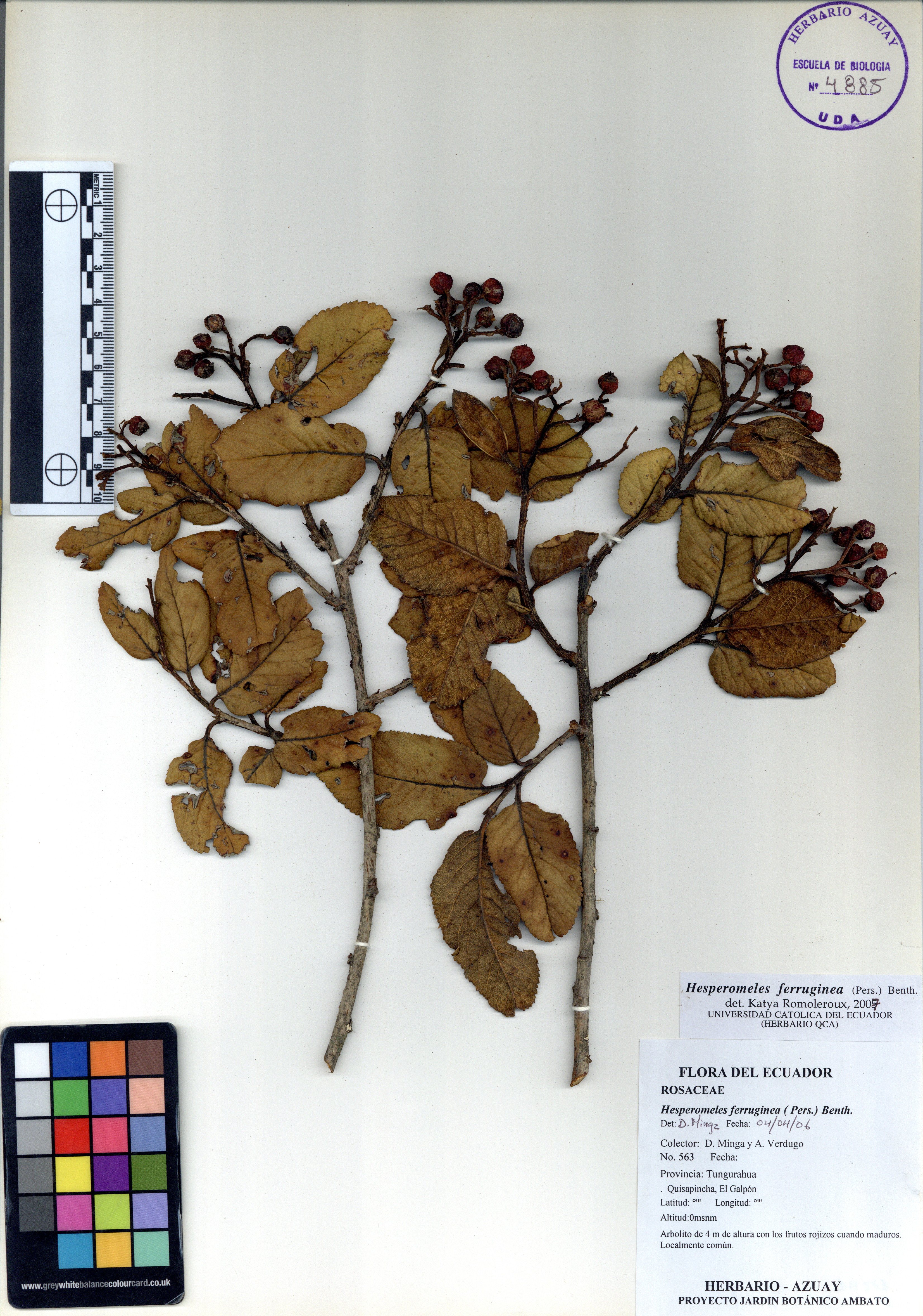Hesperomeles ferruginea ( Pers.) Benth.