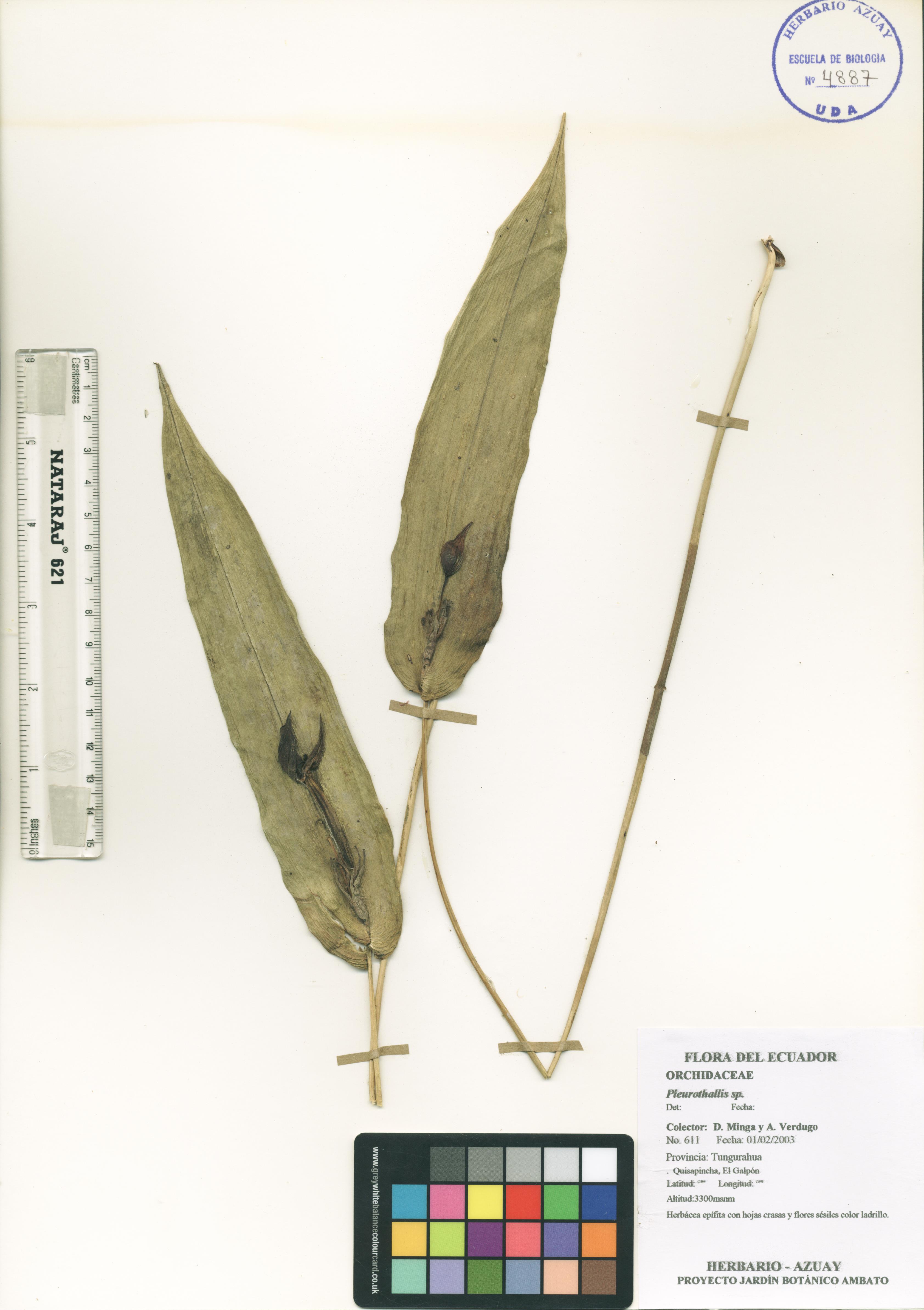 Pleurothallis sp. SIN DETERMINAR