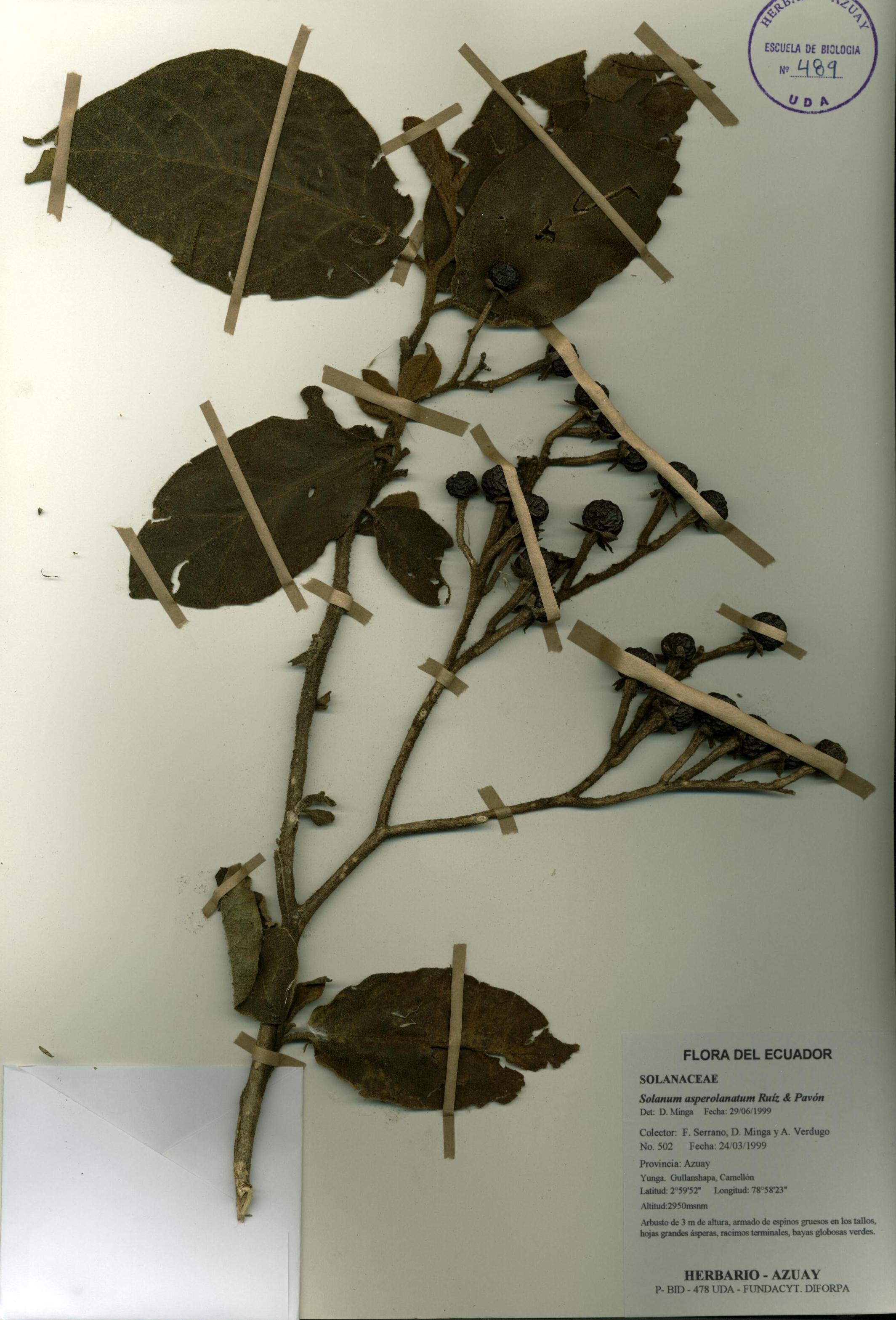 Solanum asperolanatum Ruiz & Pav.