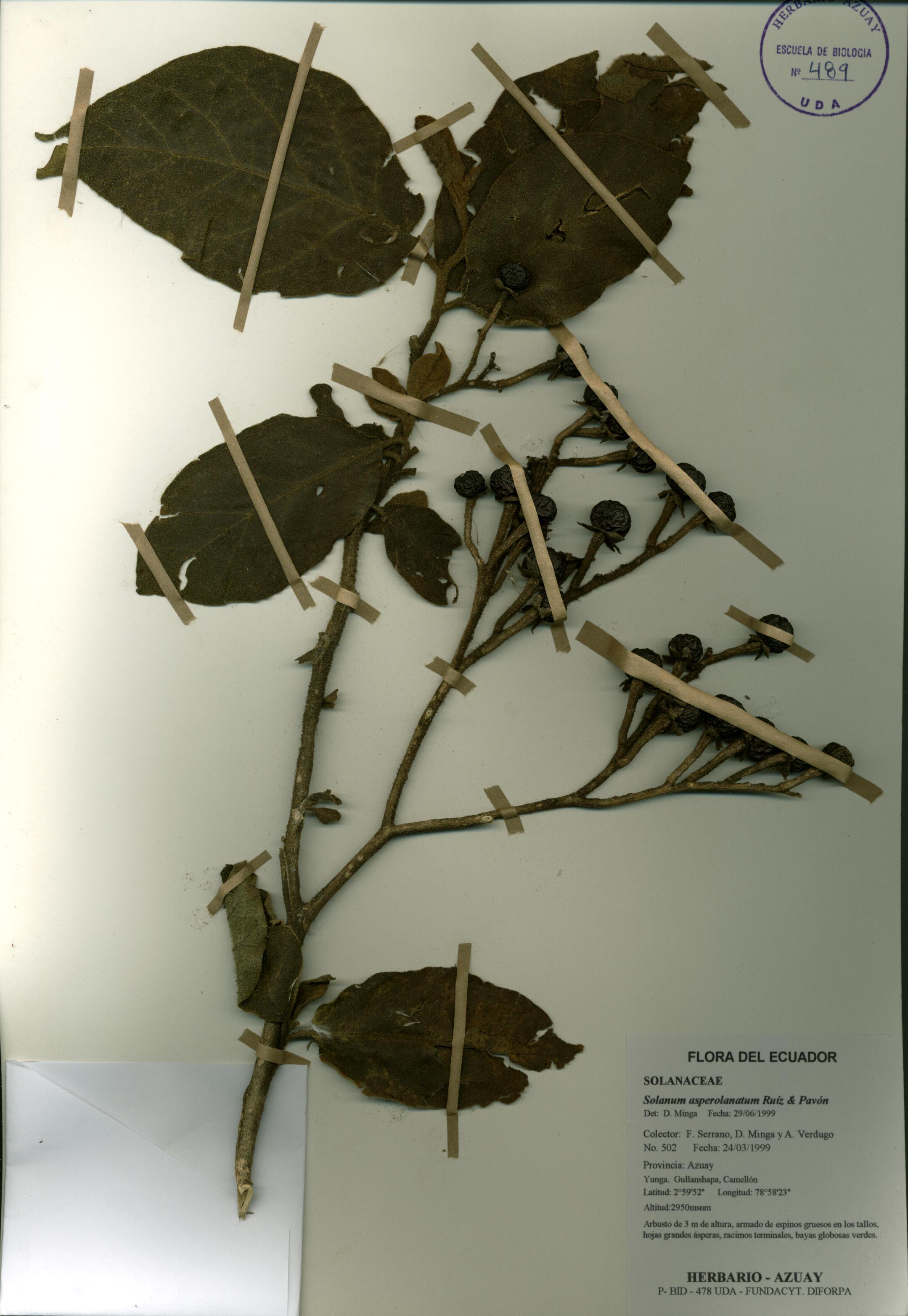 Solanum asperolanatum Ruiz & Pav.