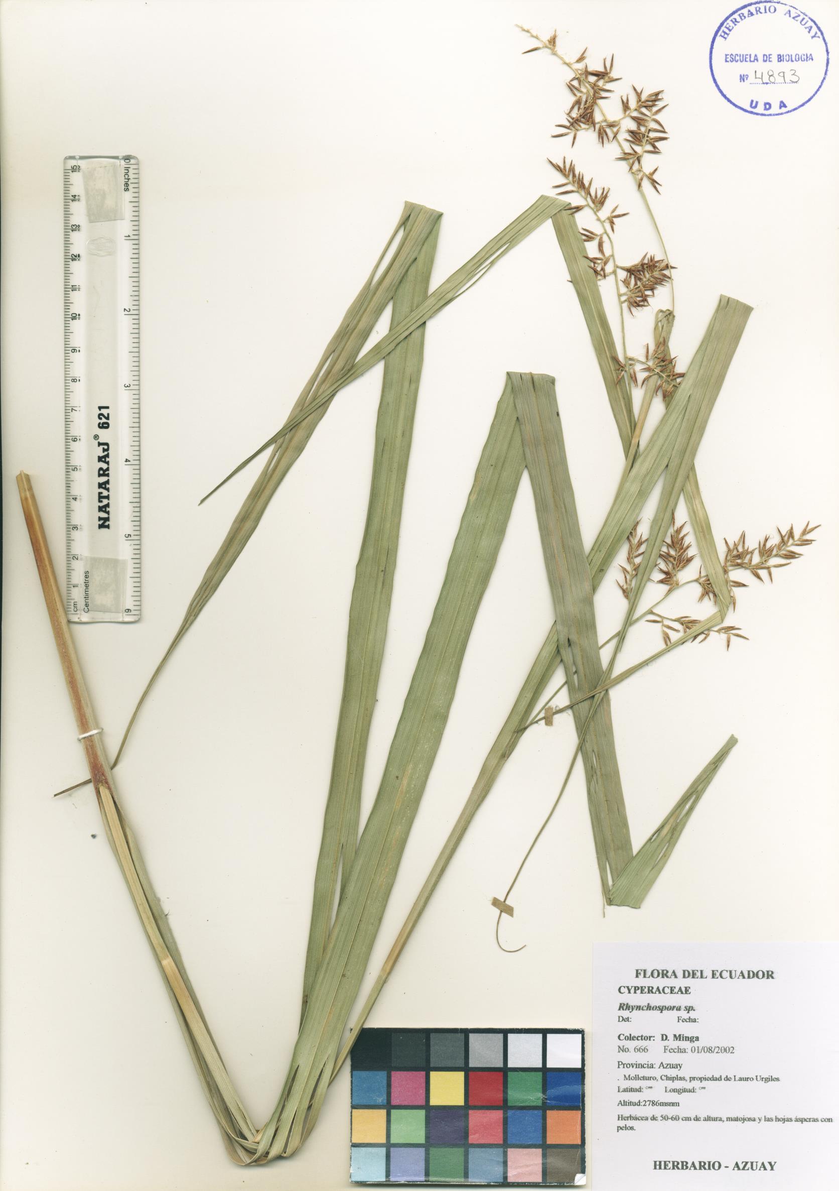 Rhynchospora sp. SIN DETERMINAR