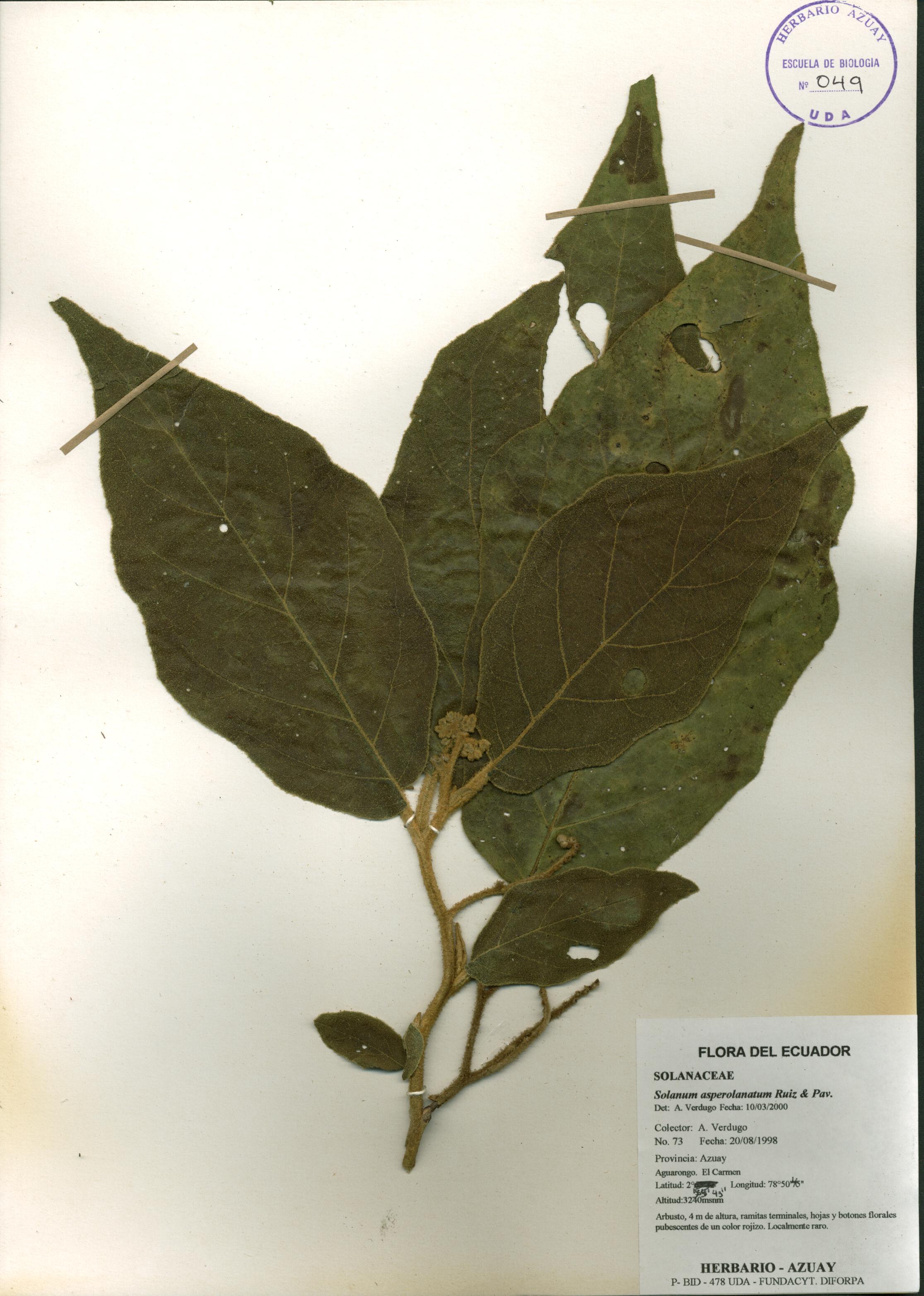 Solanum asperolanatum Ruiz & Pav.