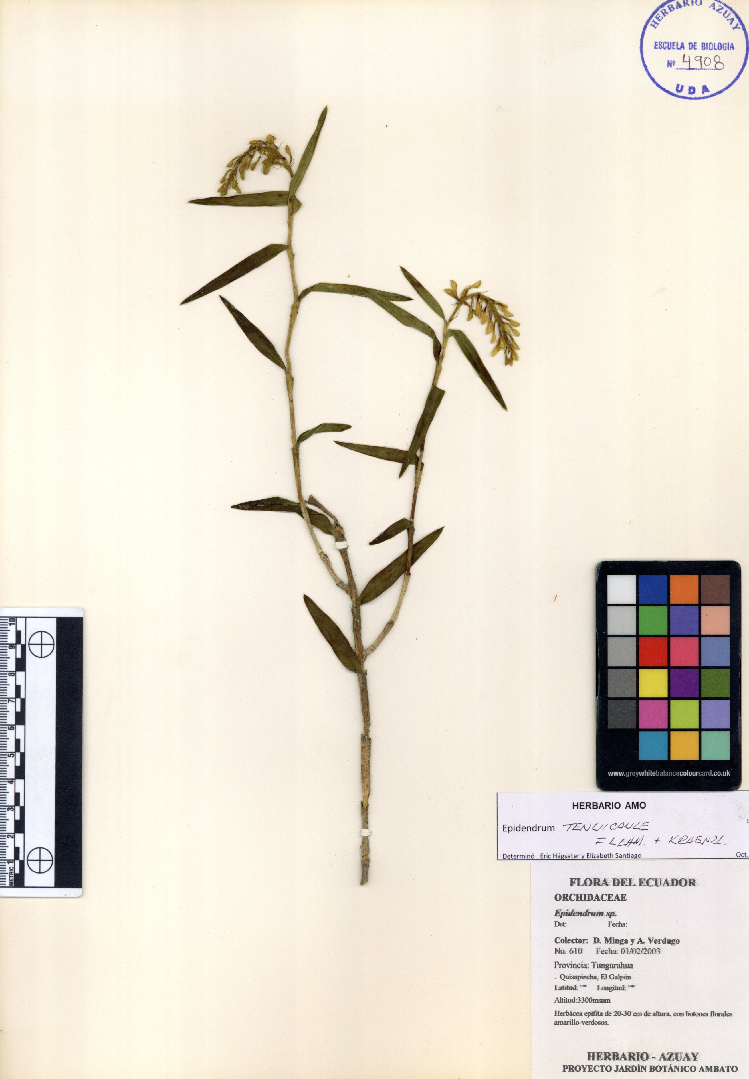 Epidendrum tenuicaule F. Lehm. & Kraenzl.