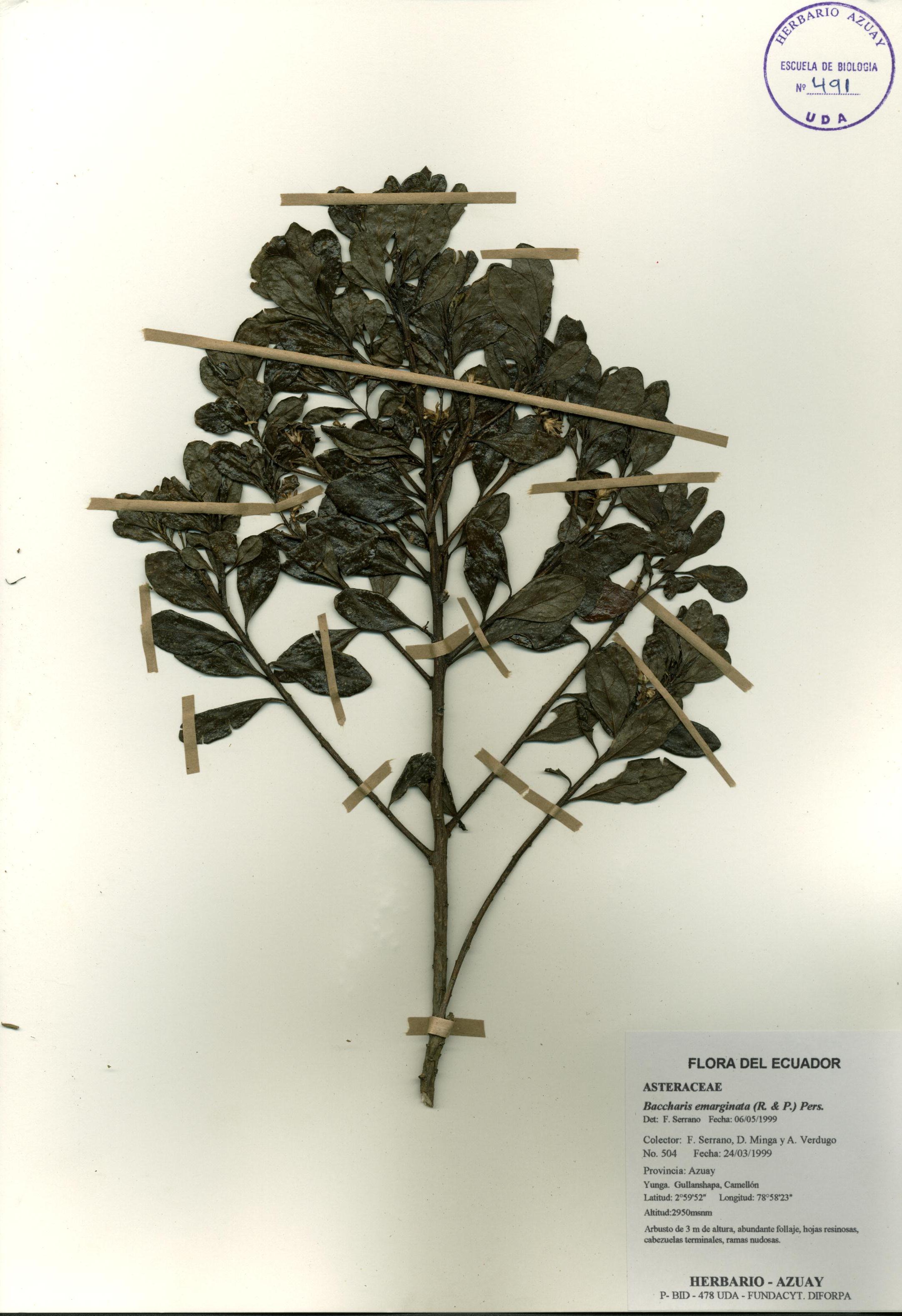 Baccharis emarginata (Ruiz & Pav.) Pers.