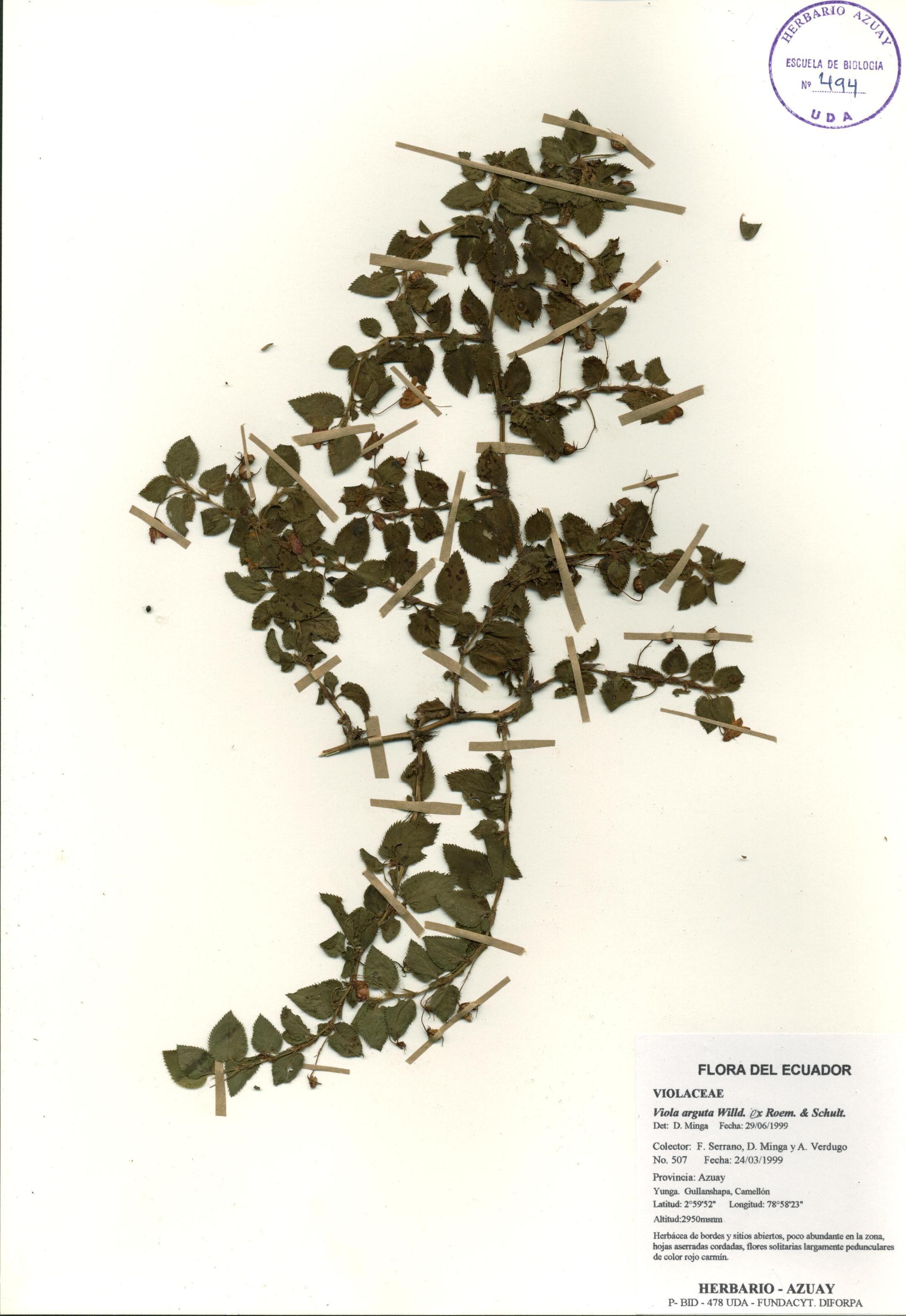 Viola arguta Willd. ex Roem. & Schult.