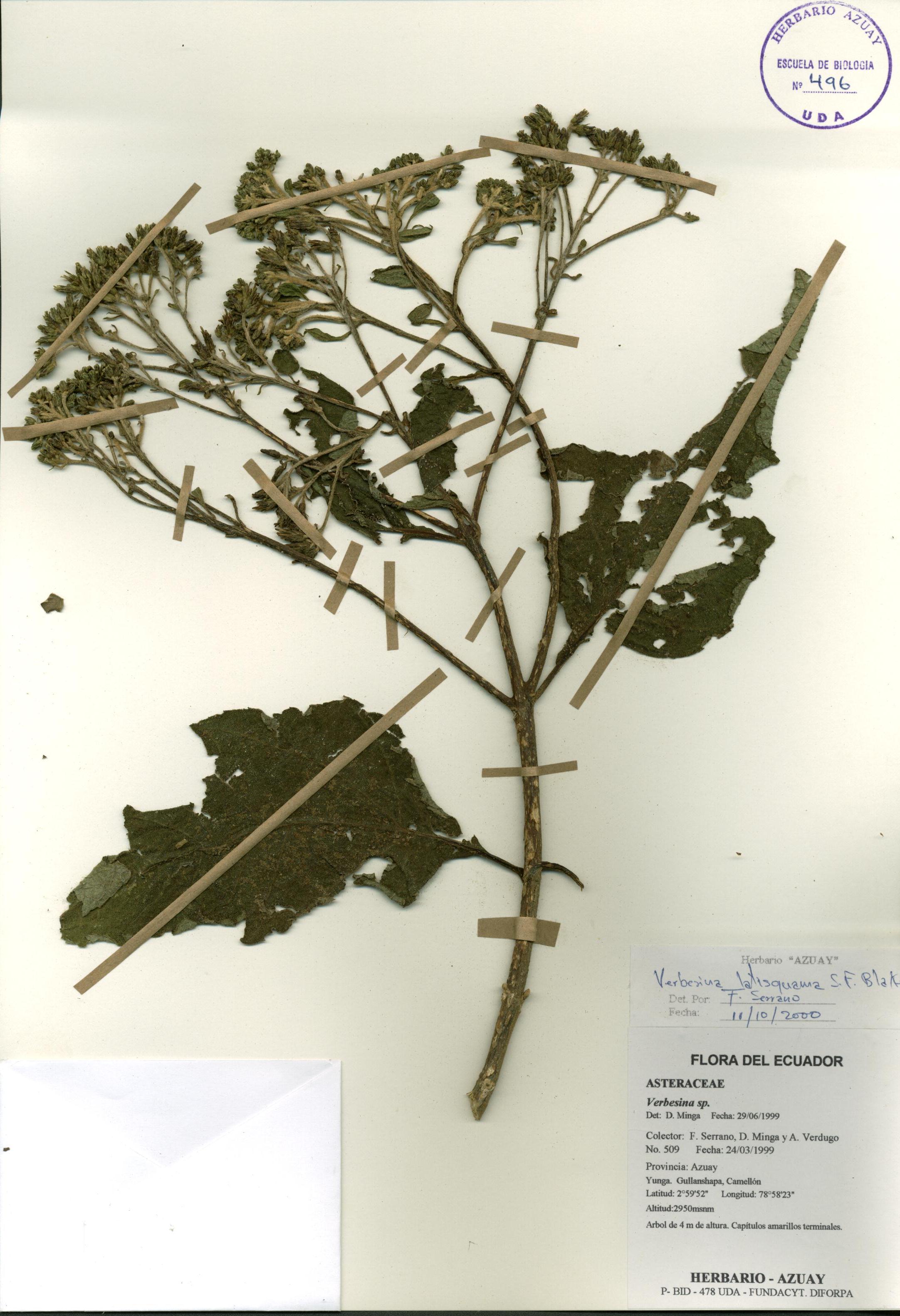 Verbesina latisquama S.F. Blake.