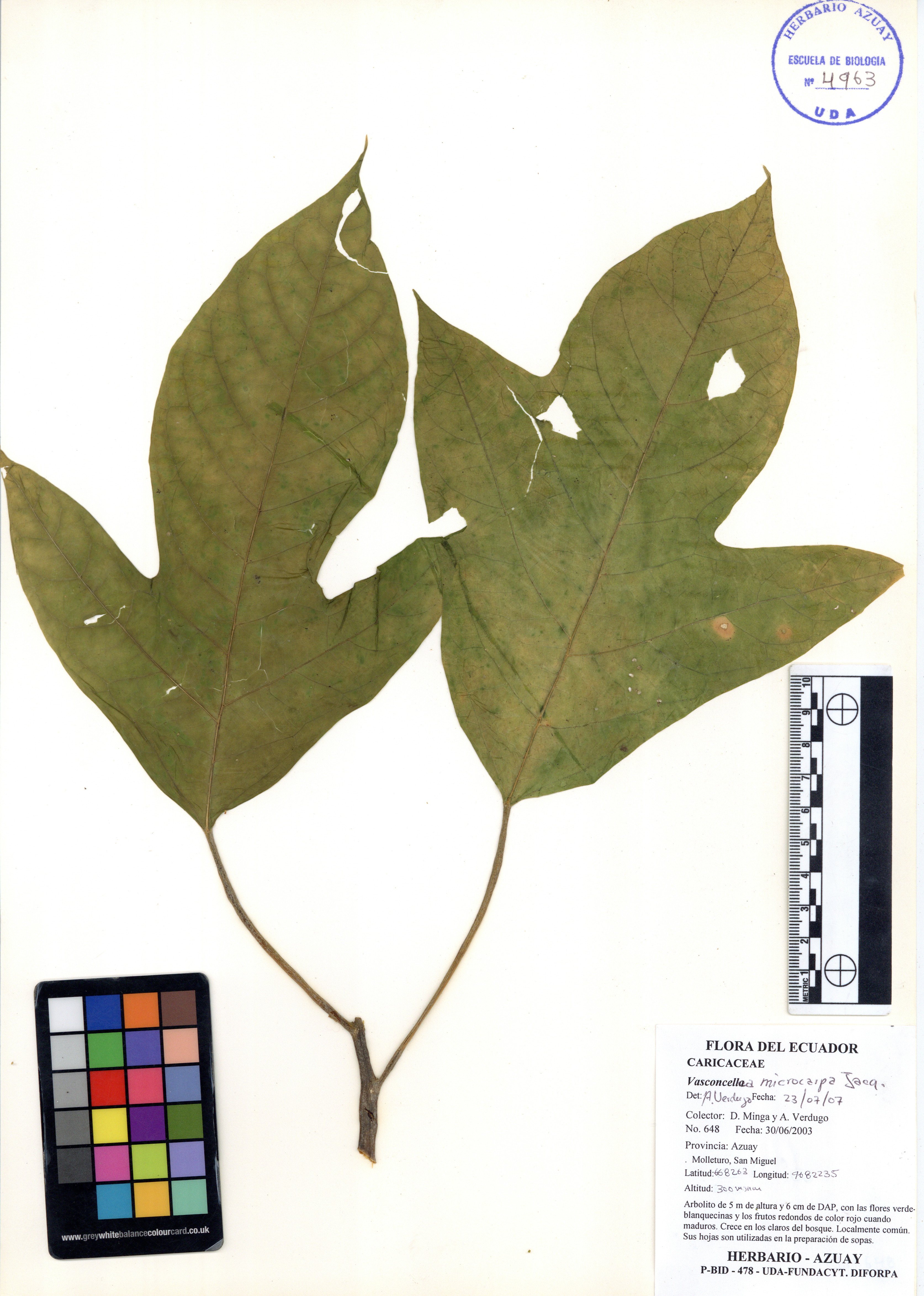 Vasconcellea microcarpa Jacq.