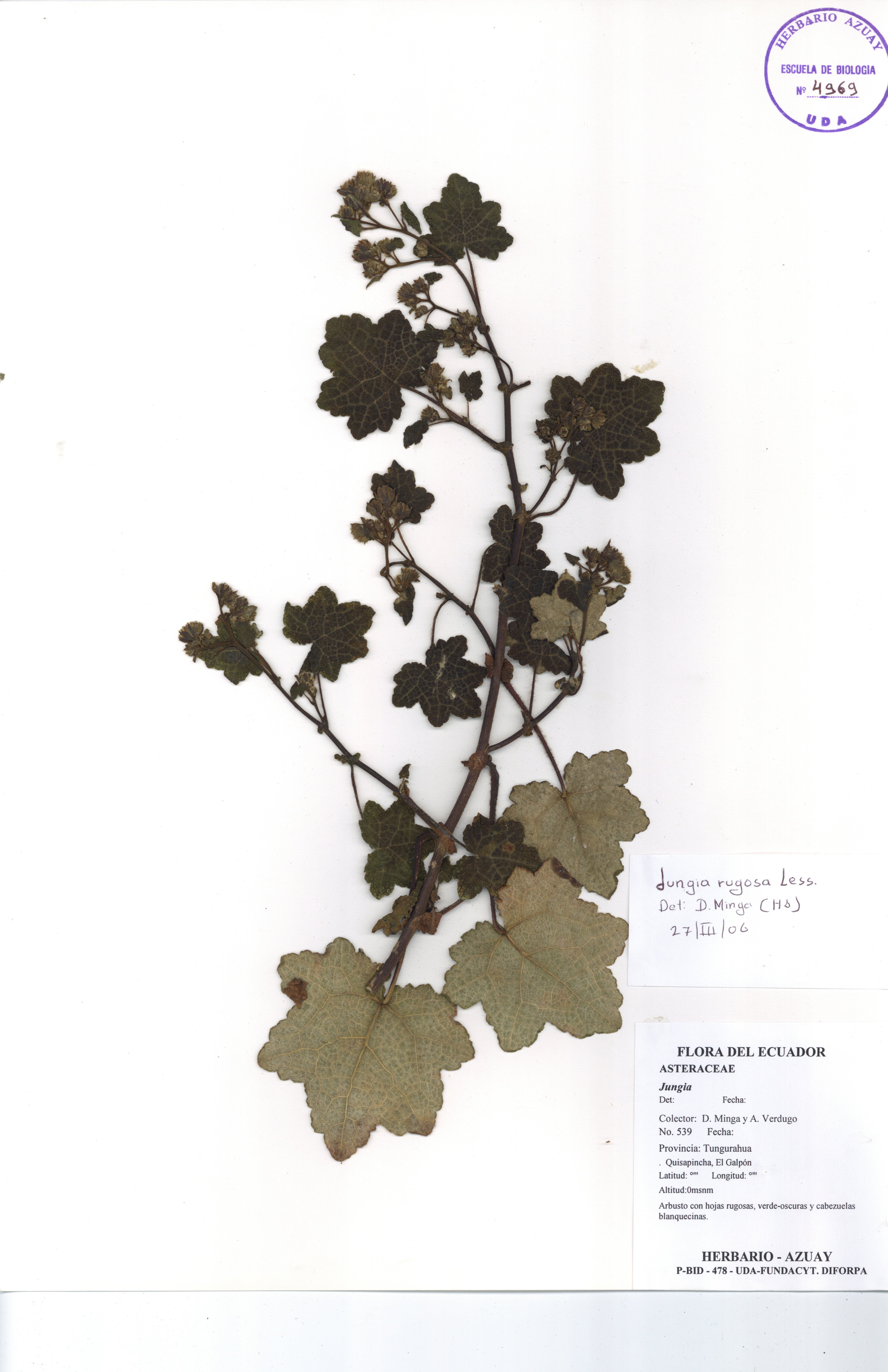 Jungia rugosa Less