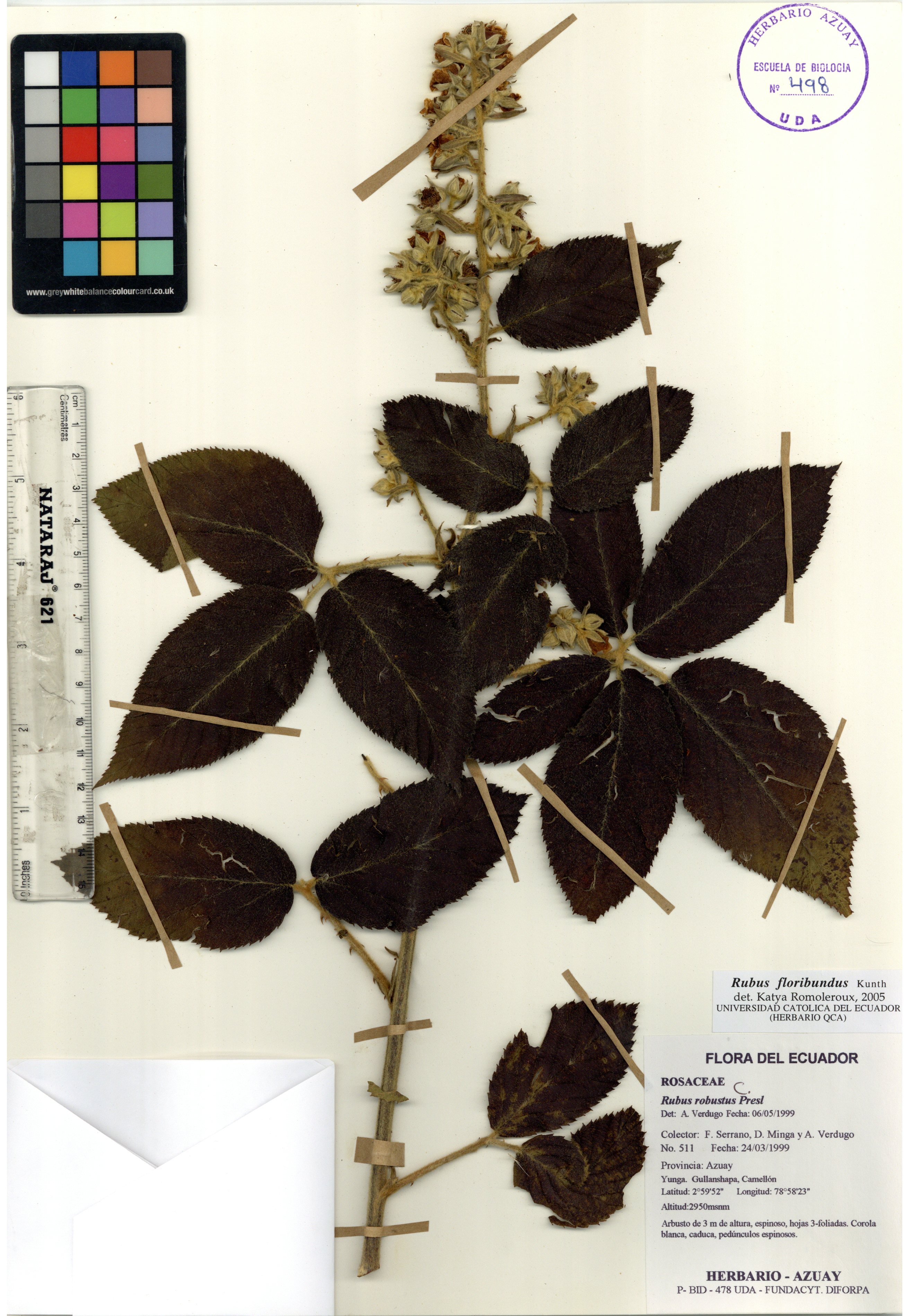 Rubus floribundus Kunth