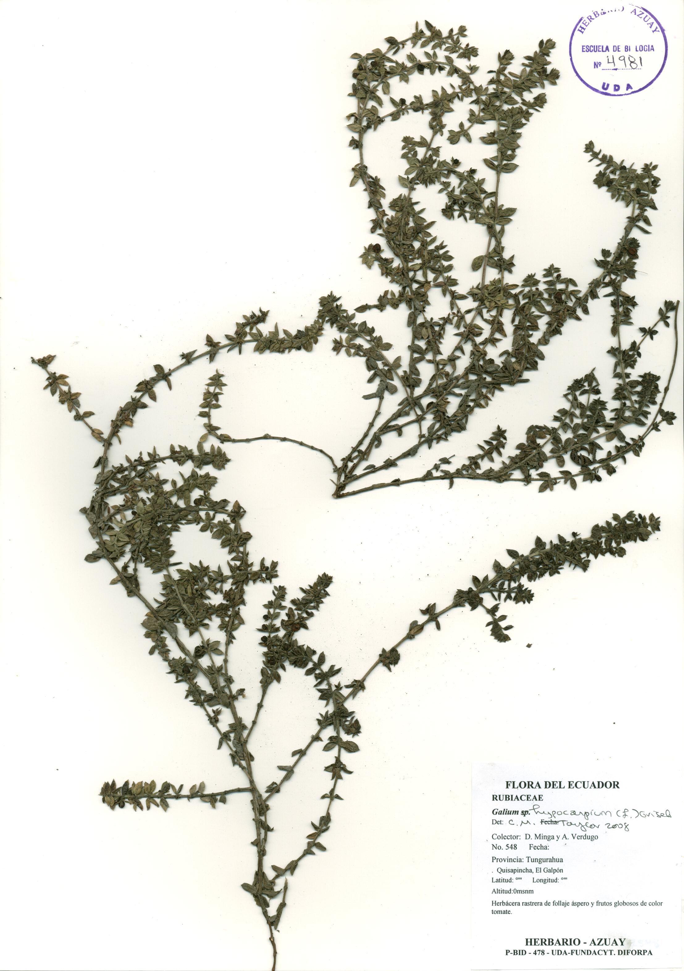 Galium hypocarpium (L.) Endl. ex Griseb.