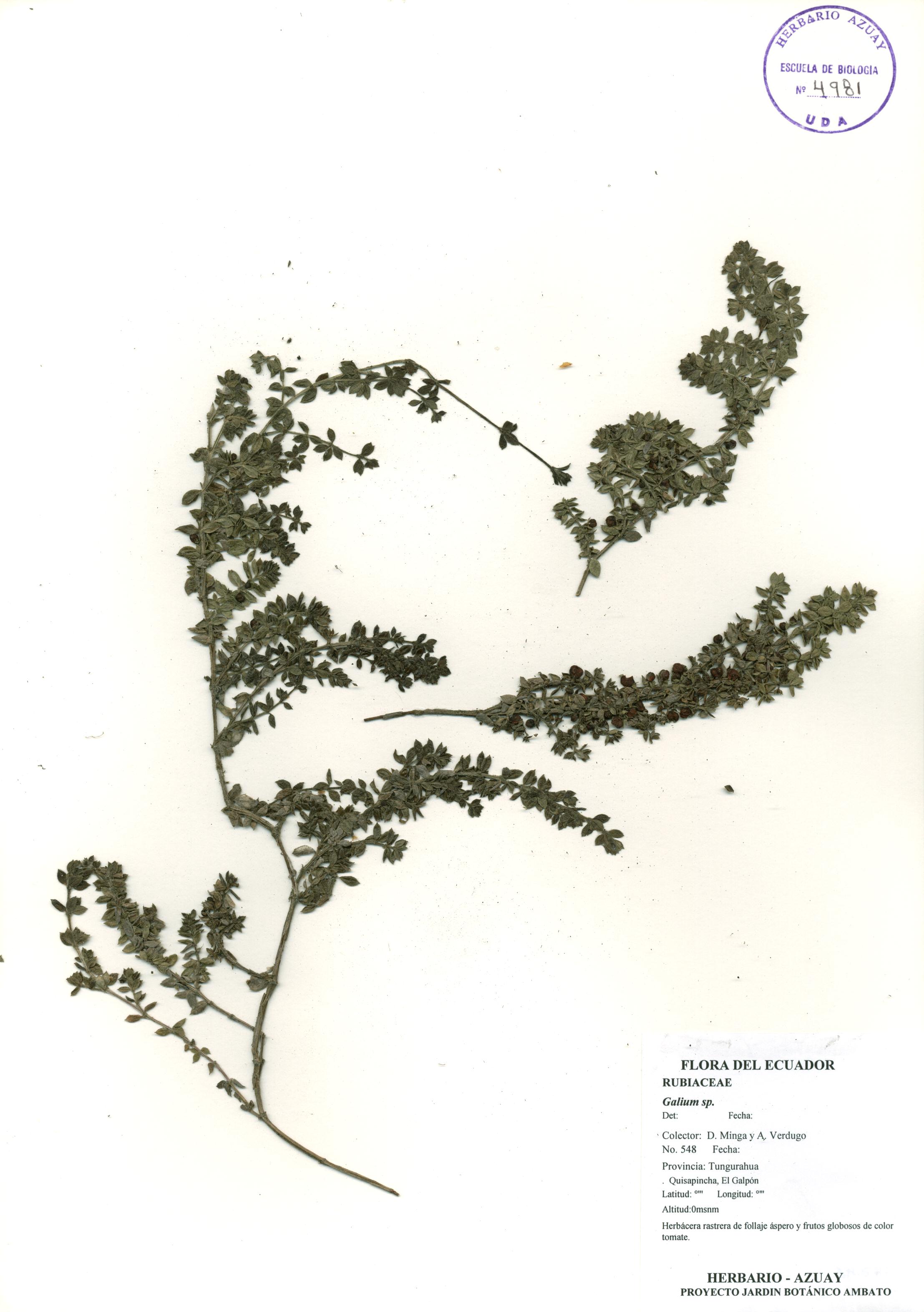 Galium hypocarpium (L.) Endl. ex Griseb.