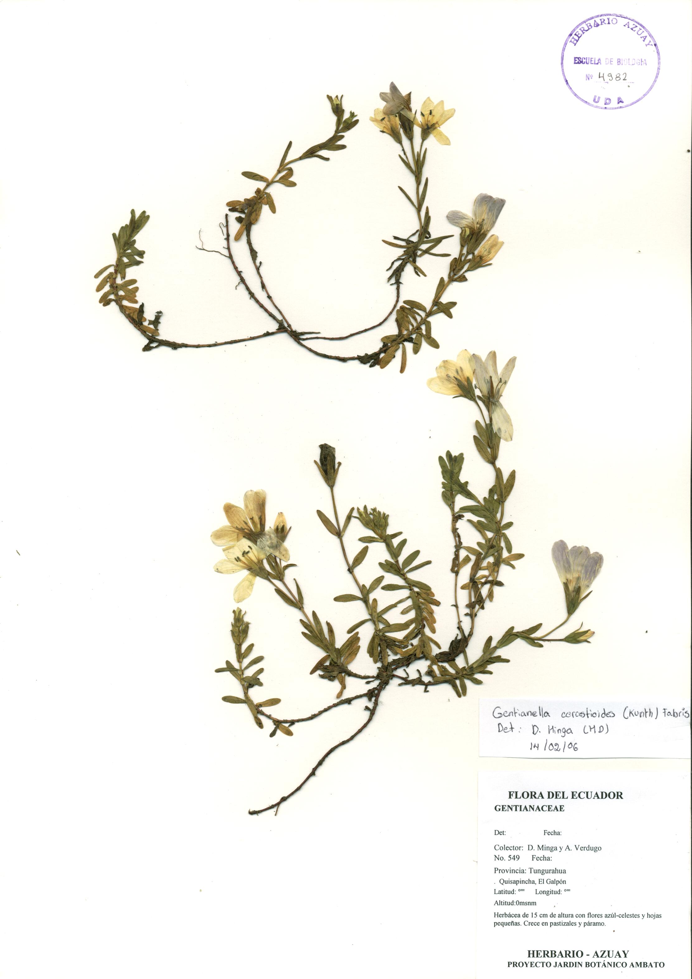 Gentianella cerastioides (Kunth) Fabris