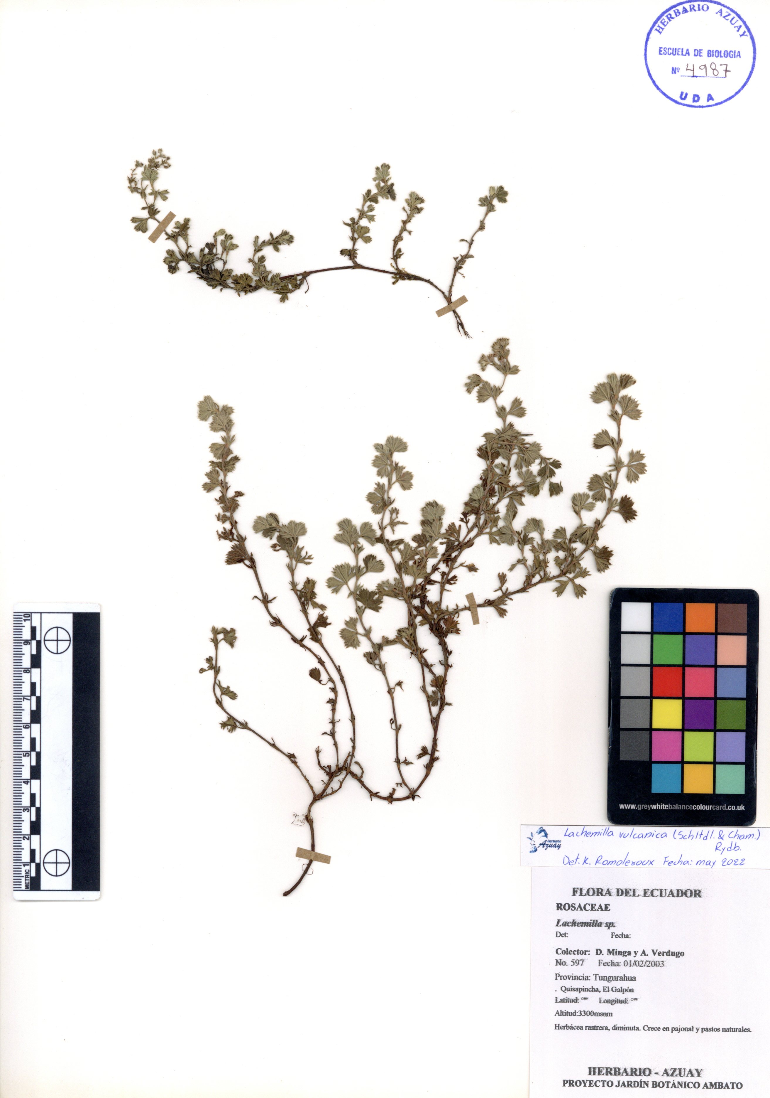 Lachemilla vulcanica (Schltdl. & Cham.) Rydb.