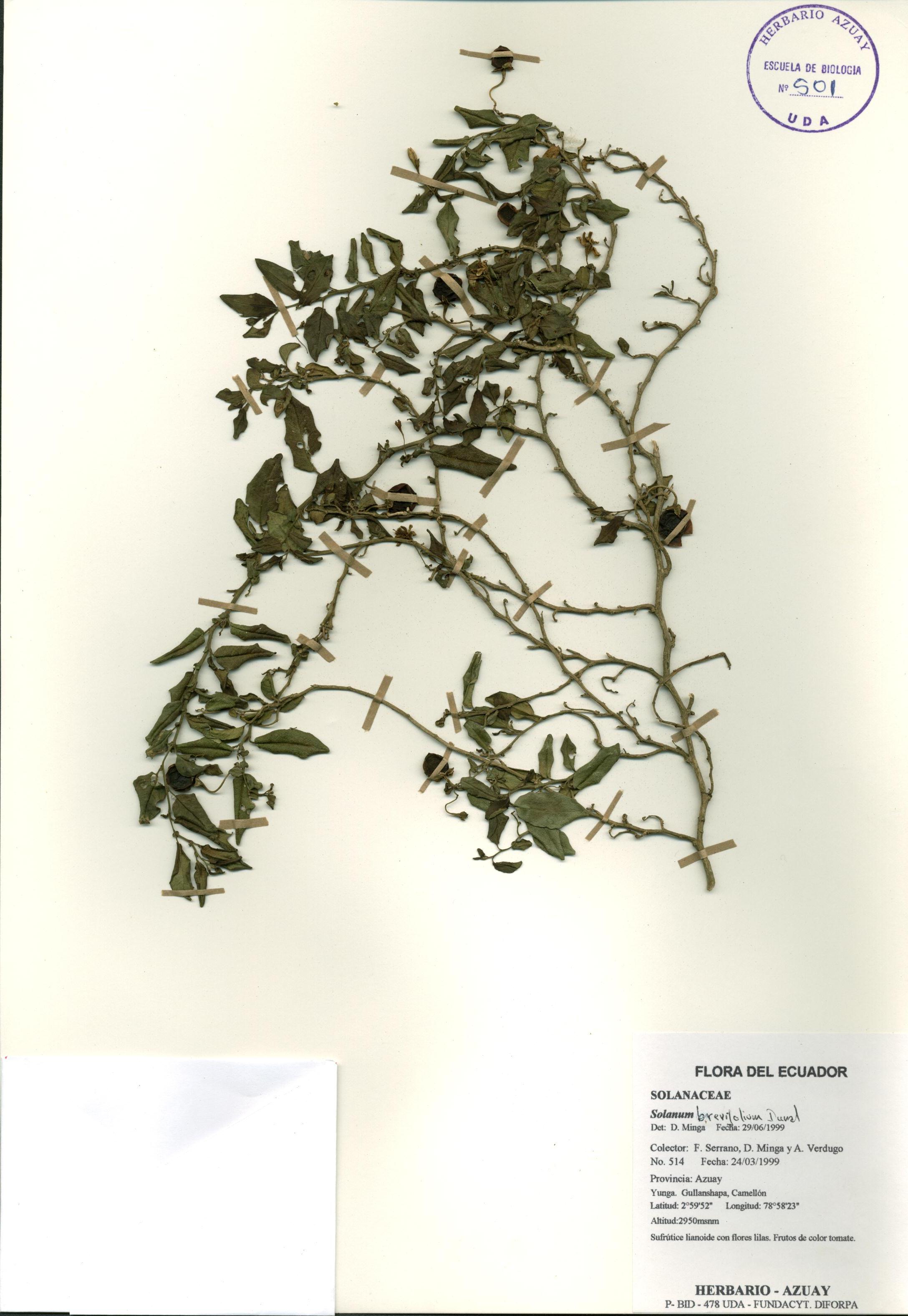 Solanum brevifolium Dunal