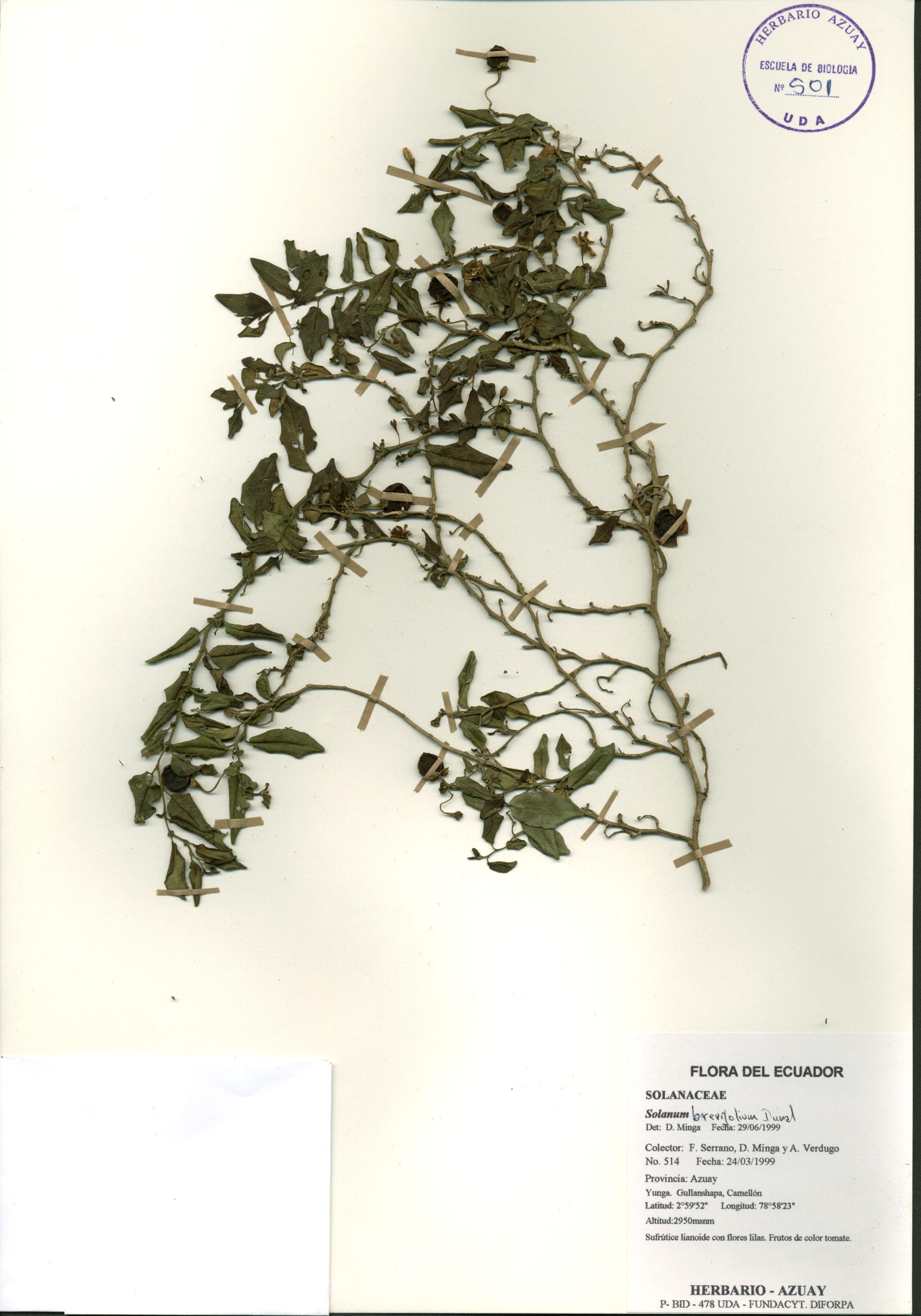 Solanum brevifolium Dunal