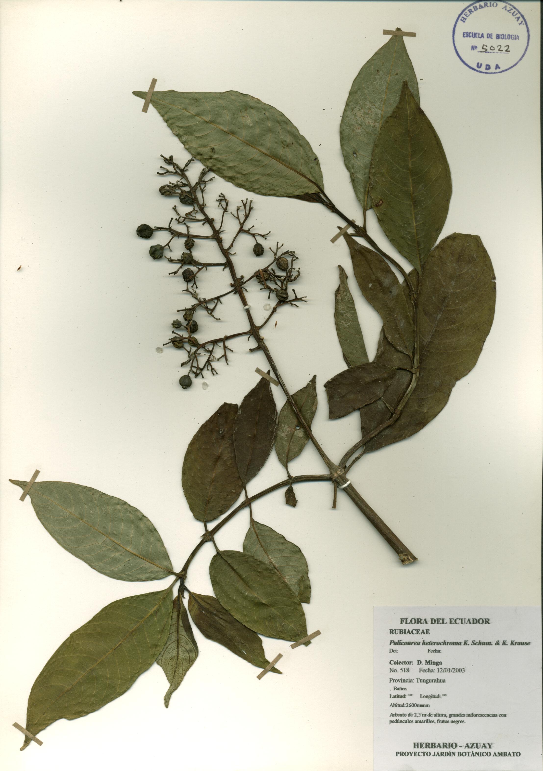 Palicourea heterochroma K. Schum. & K. Krause