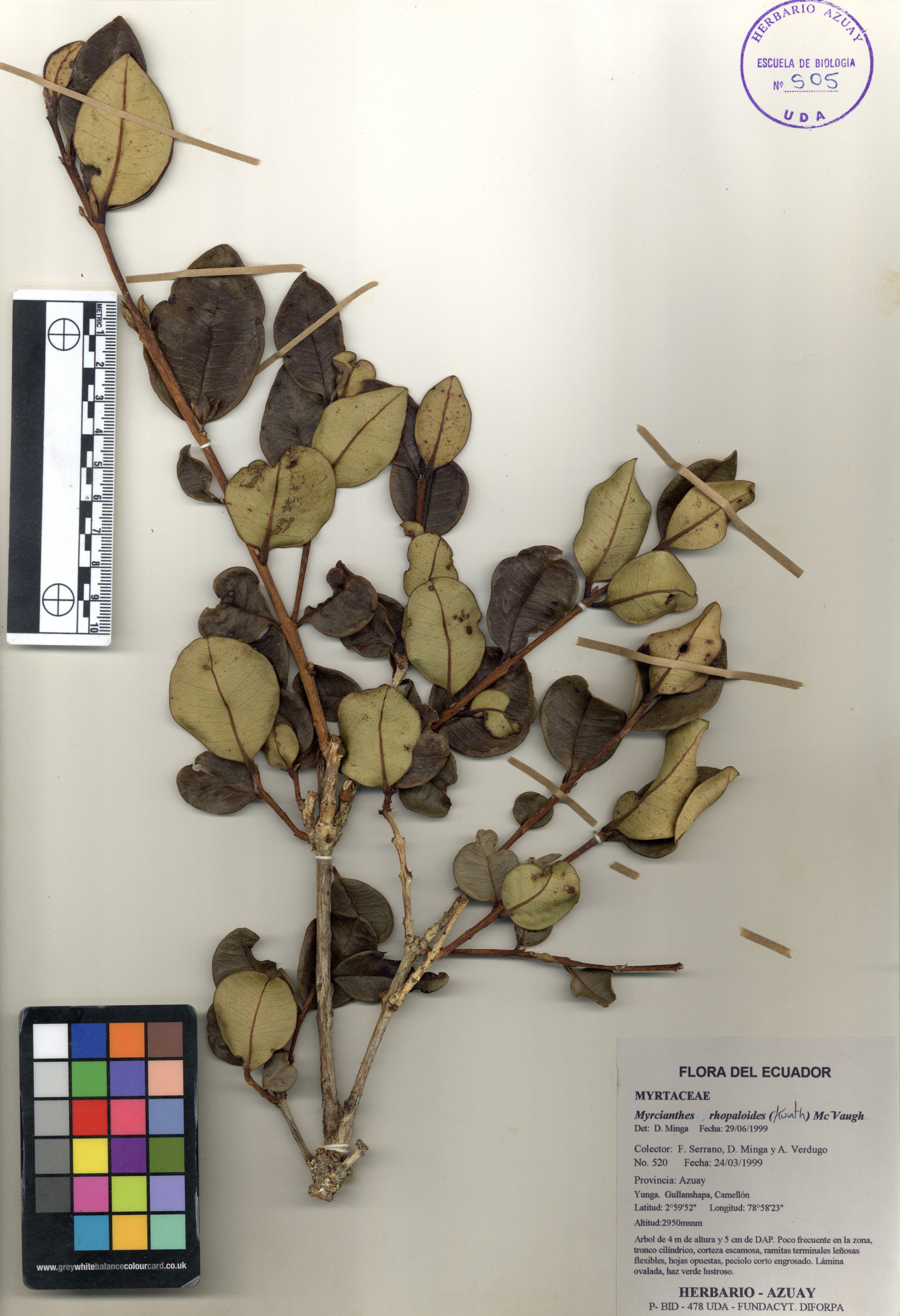Myrcianthes rhopaloides (Kunth) McVaugh