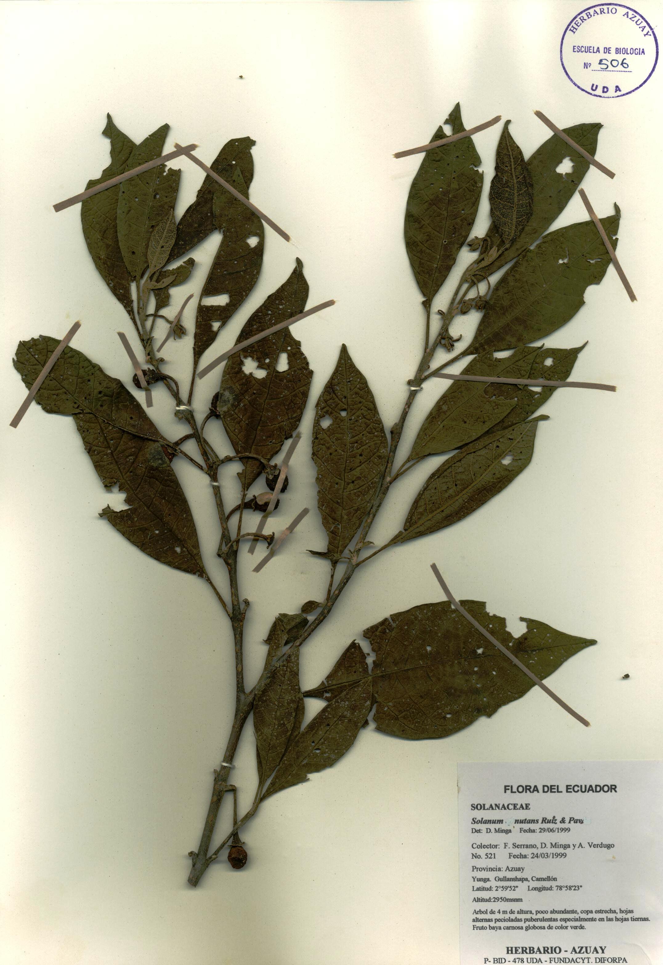 Solanum nutans Ruiz & Pav.