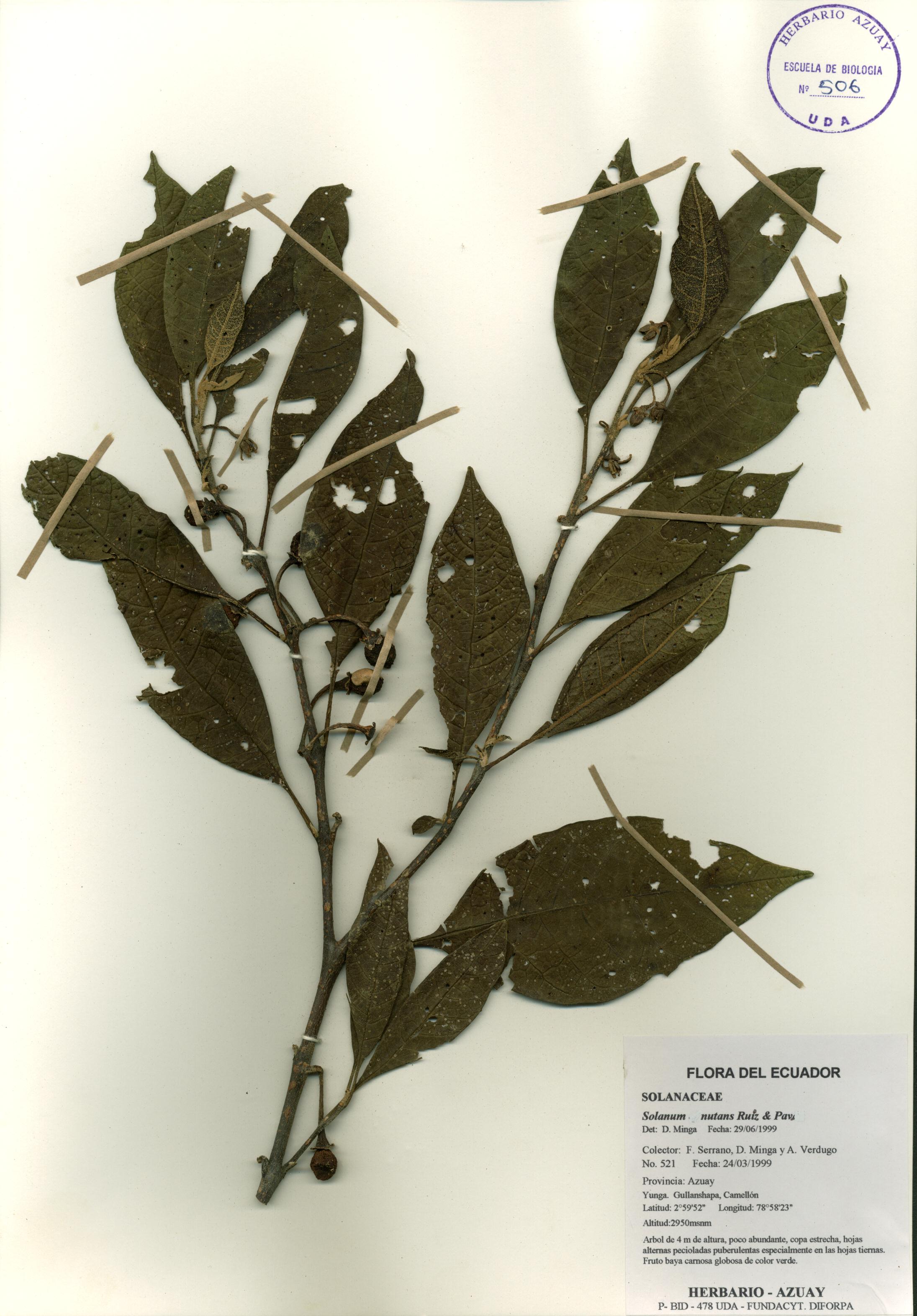 Solanum nutans Ruiz & Pav.
