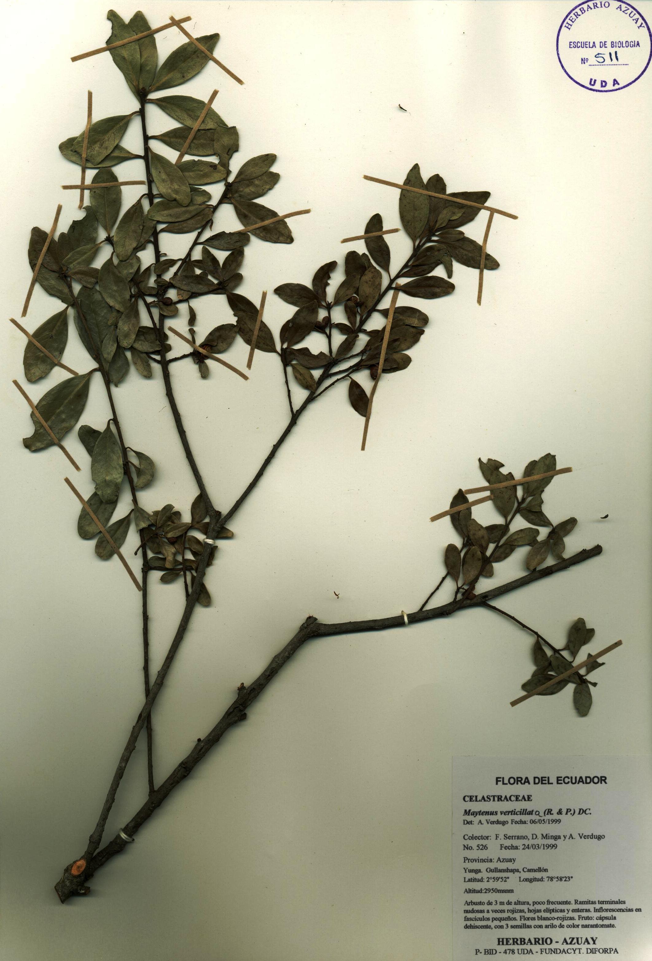 Maytenus verticillata (Ruiz & Pav.) DC.