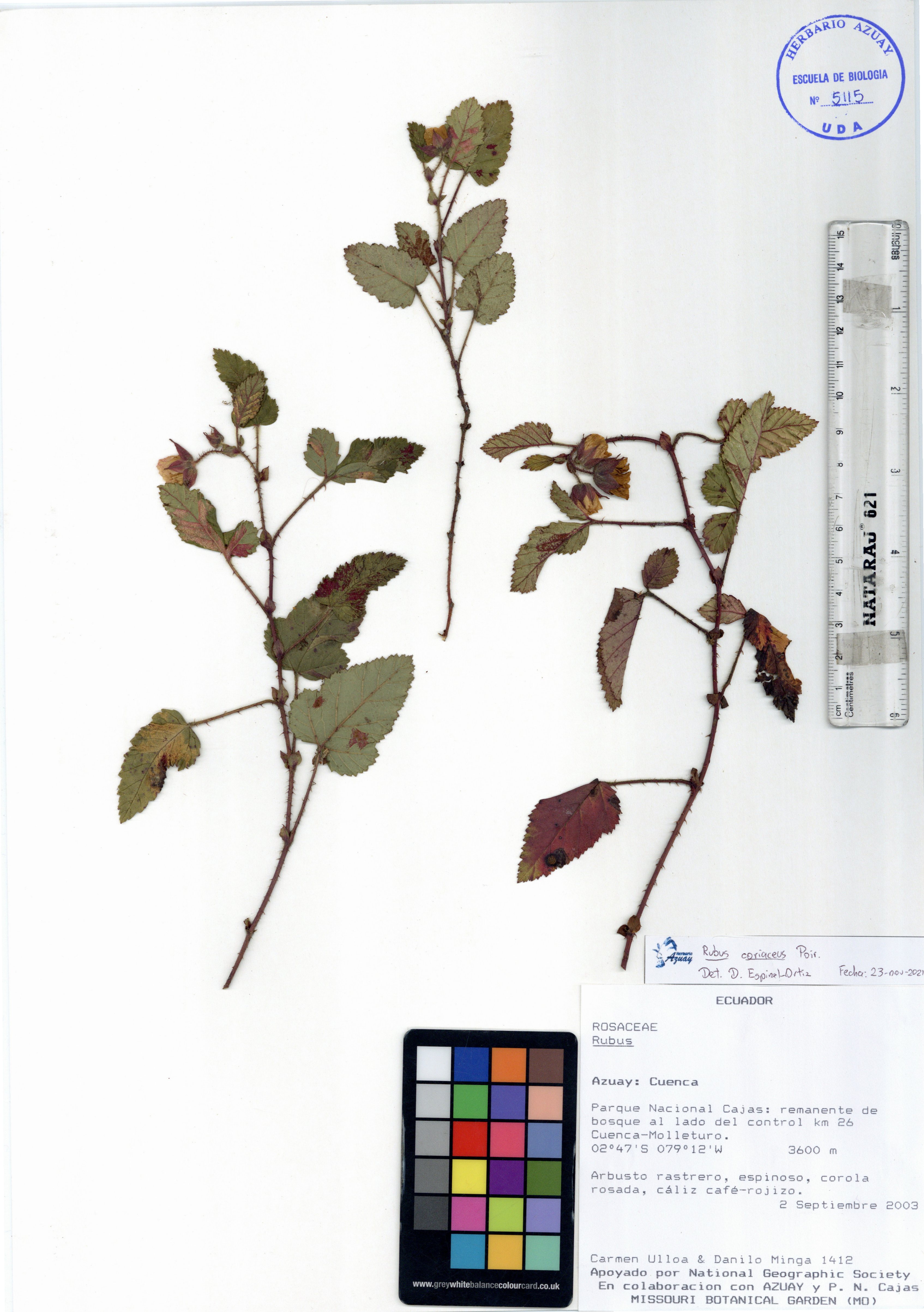 Rubus coriaceus Poir.