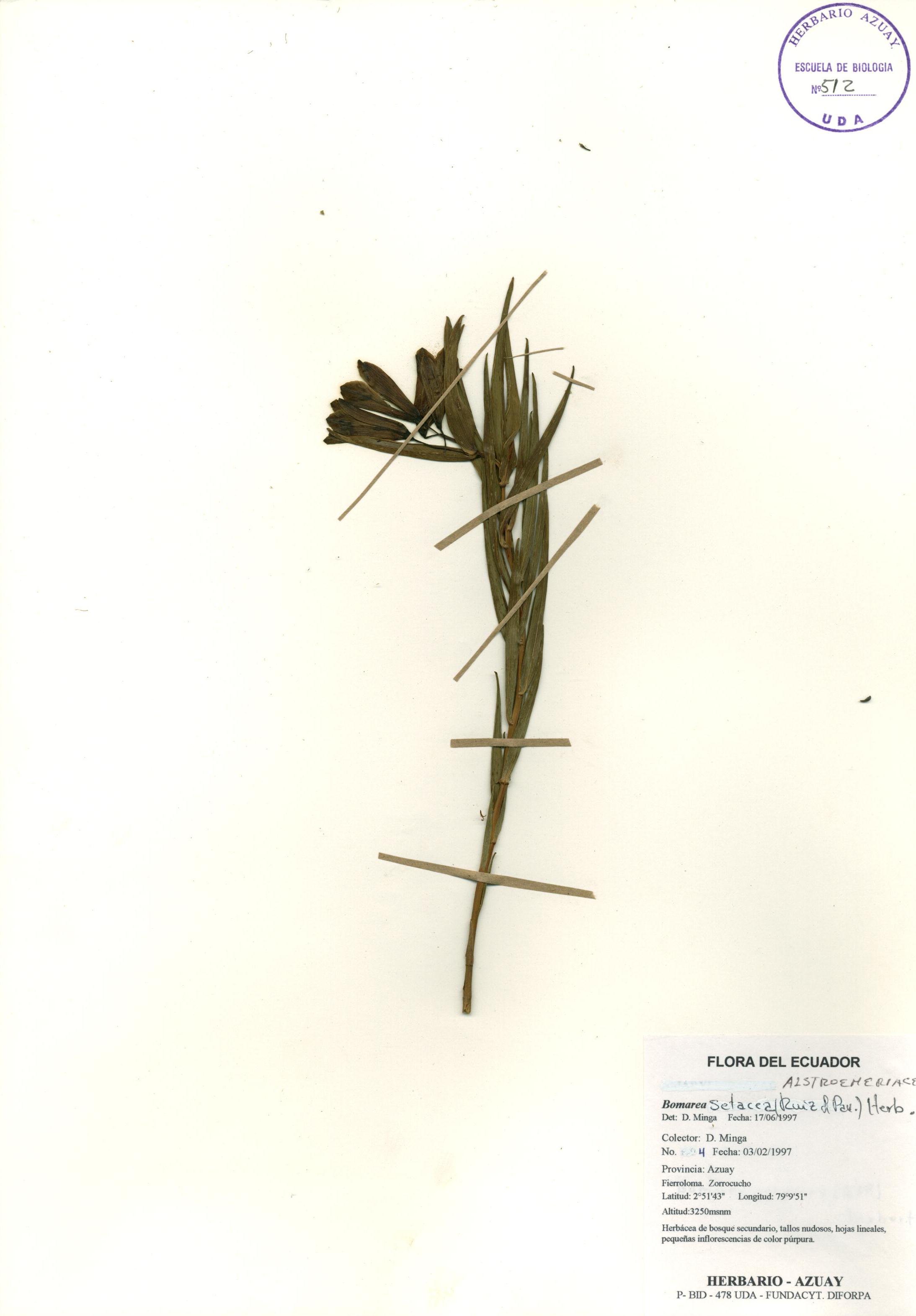 Bomarea setacea (Ruiz & Pav.) Herb.