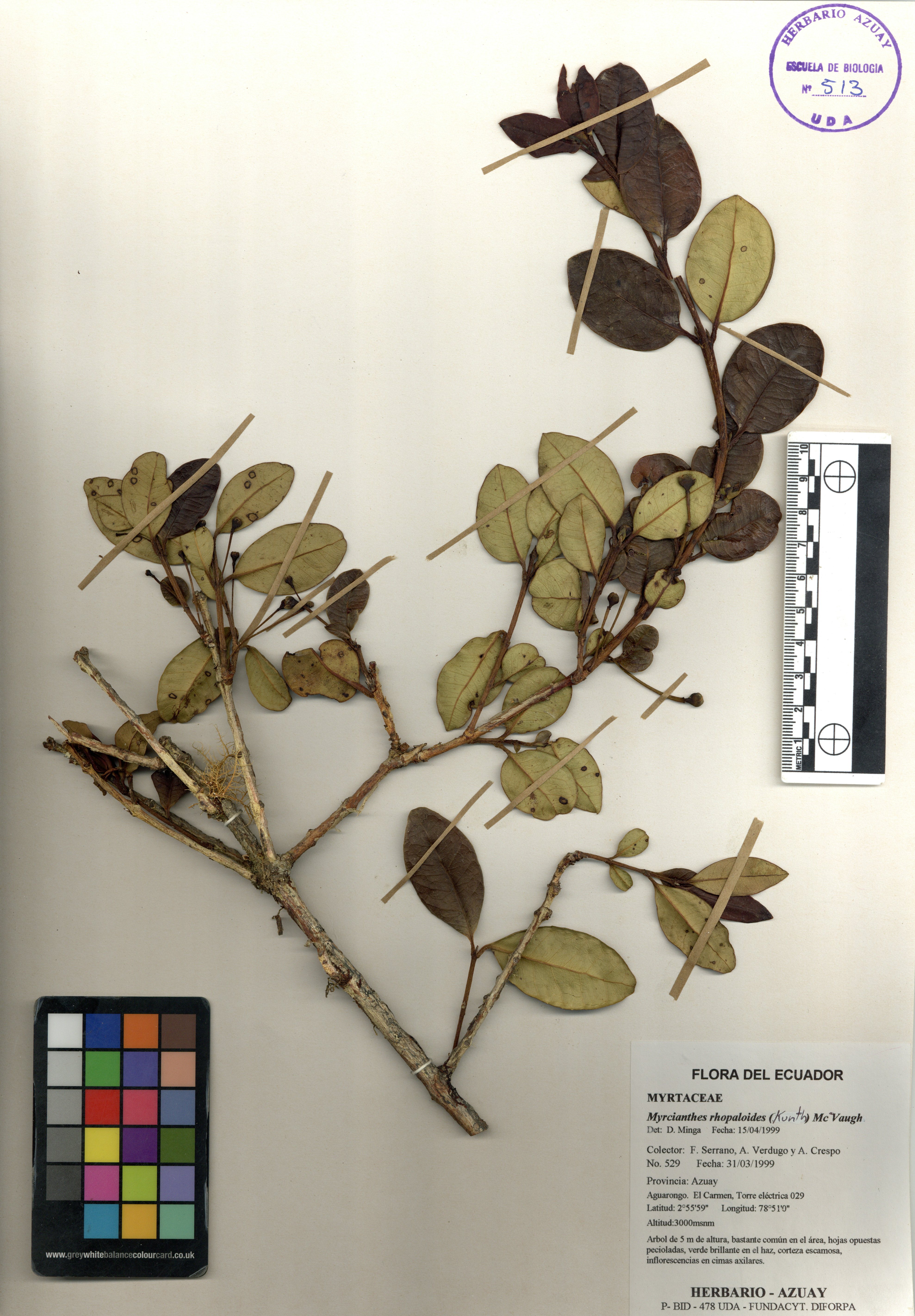 Myrcianthes rhopaloides (Kunth) McVaugh