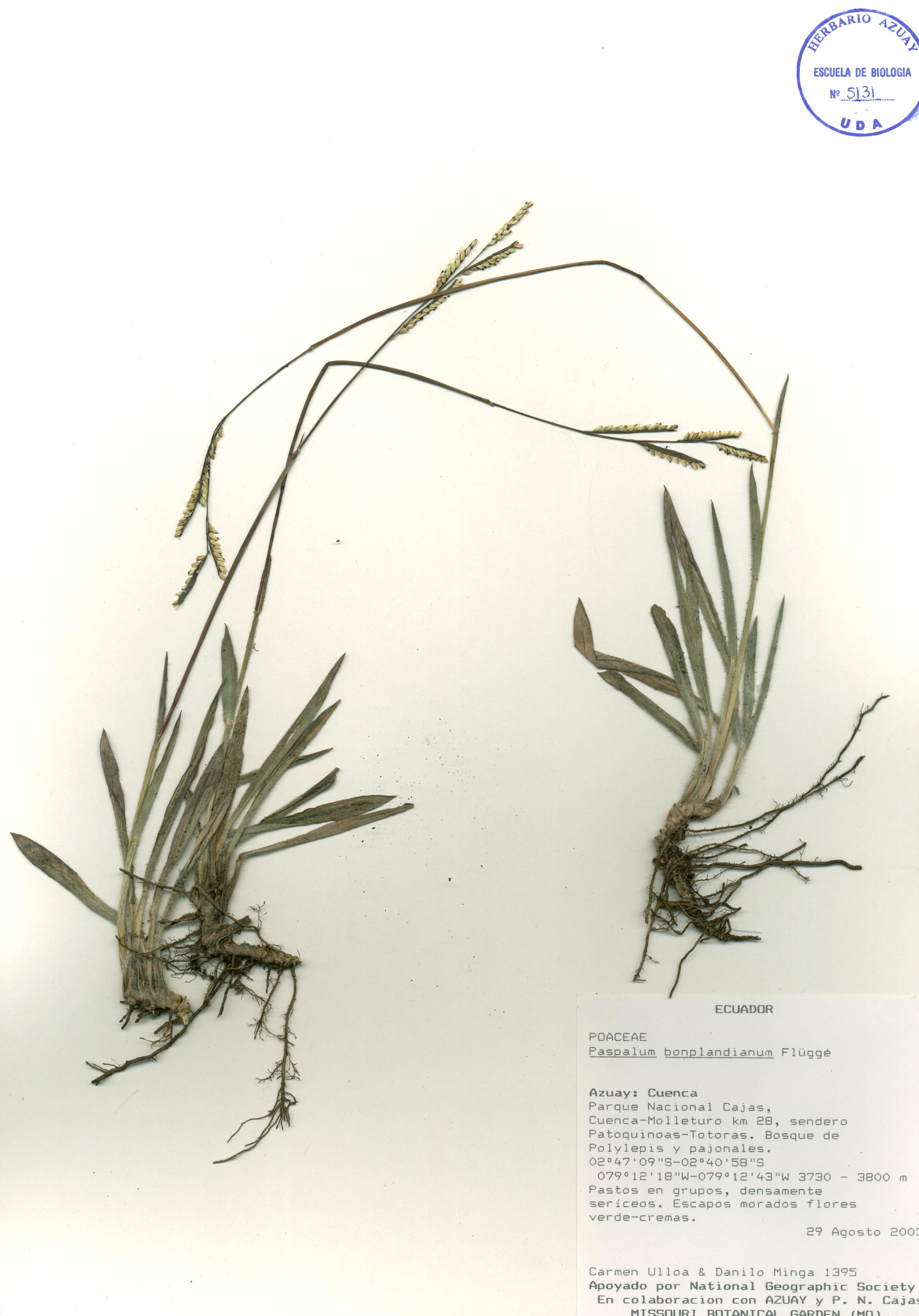 Paspalum bonplandianum Flüggé