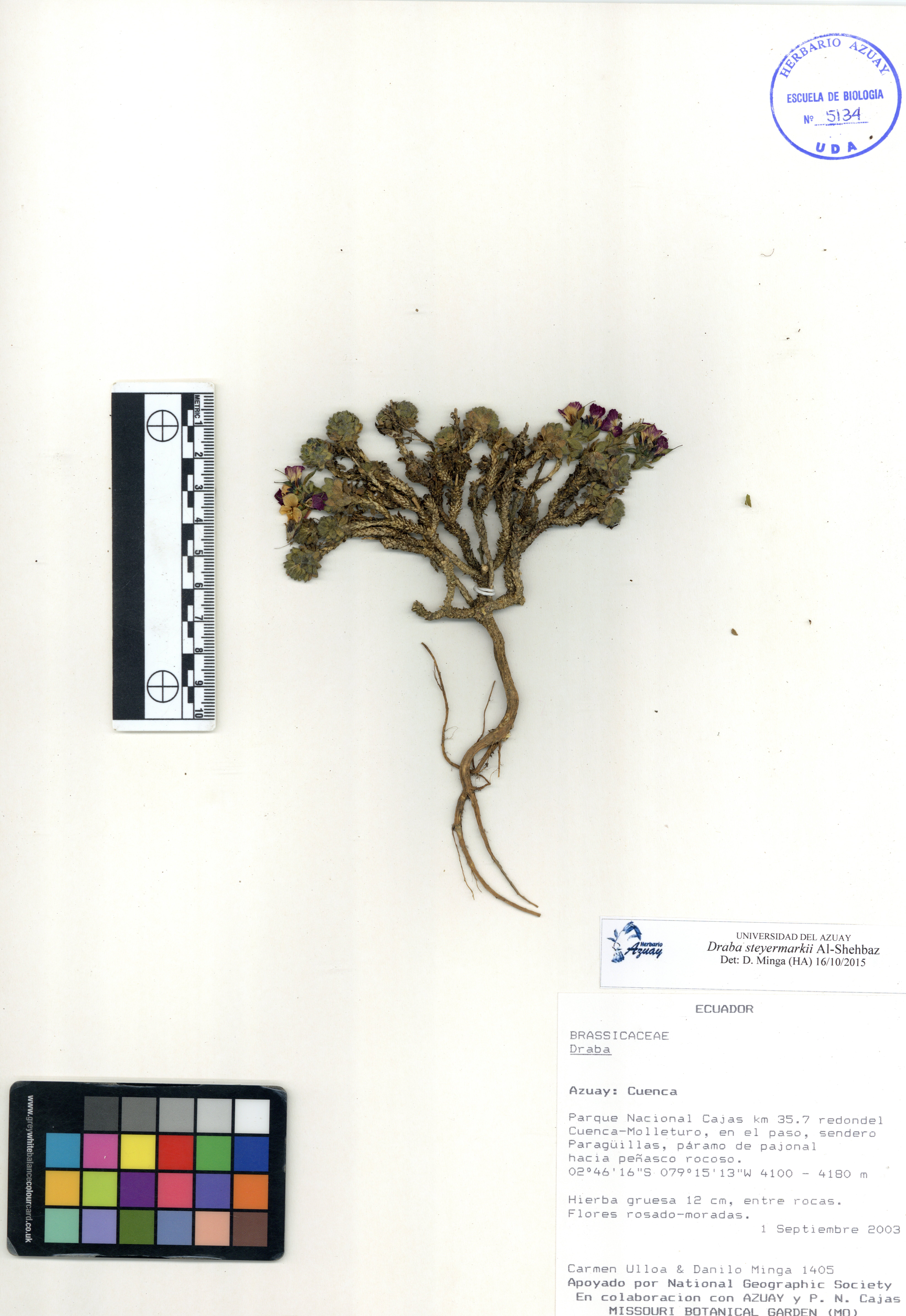 Draba steyermarkii Al-Shehbaz