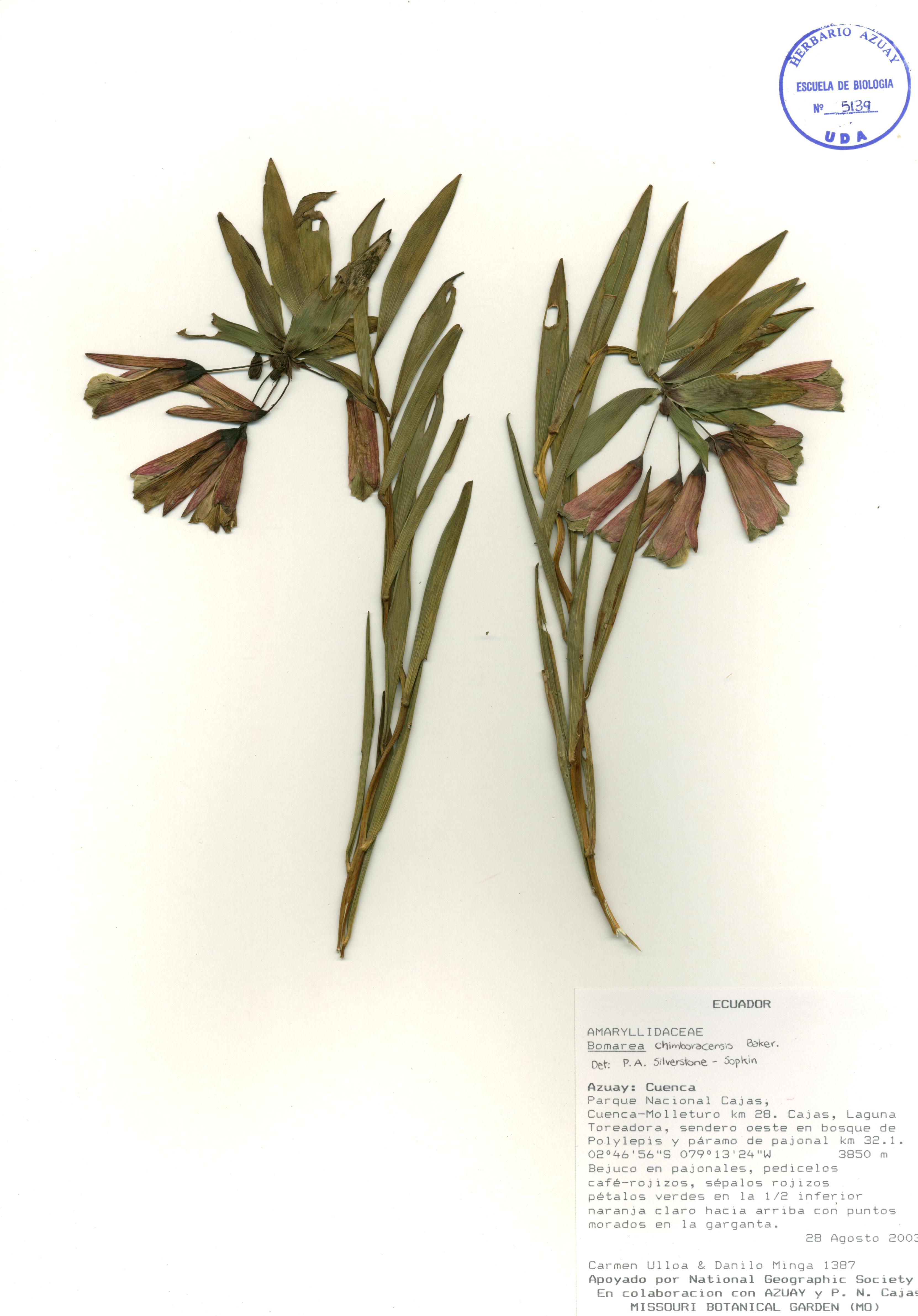 Bomarea chimborazensis Baker
