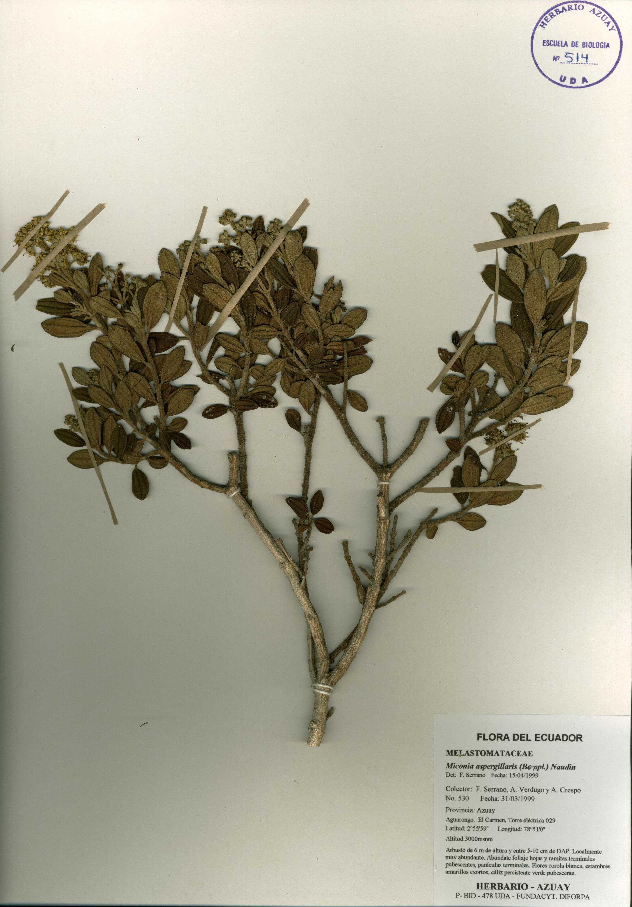 Miconia aspergillaris (Bonpl.) Naudin