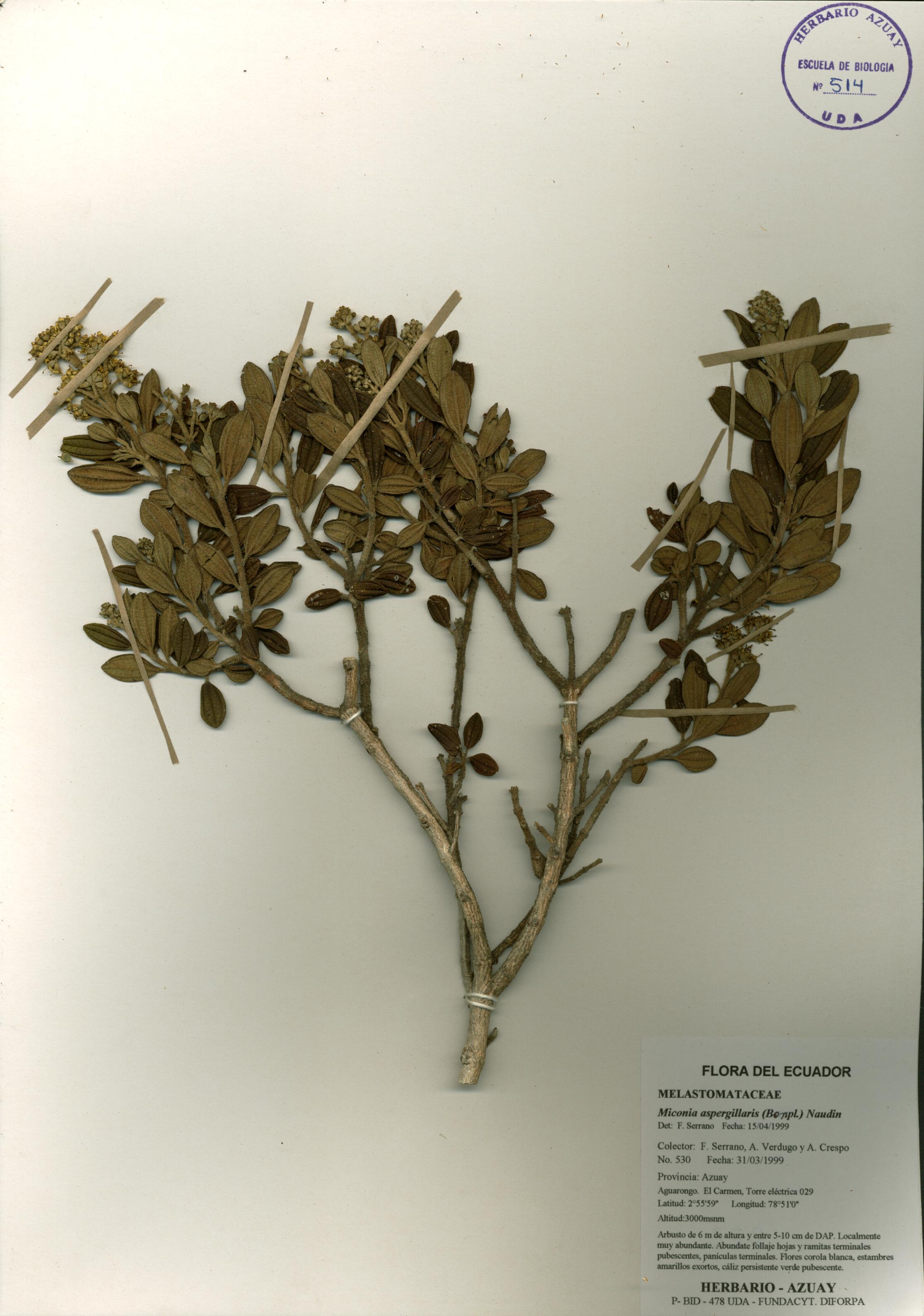 Miconia aspergillaris (Bonpl.) Naudin