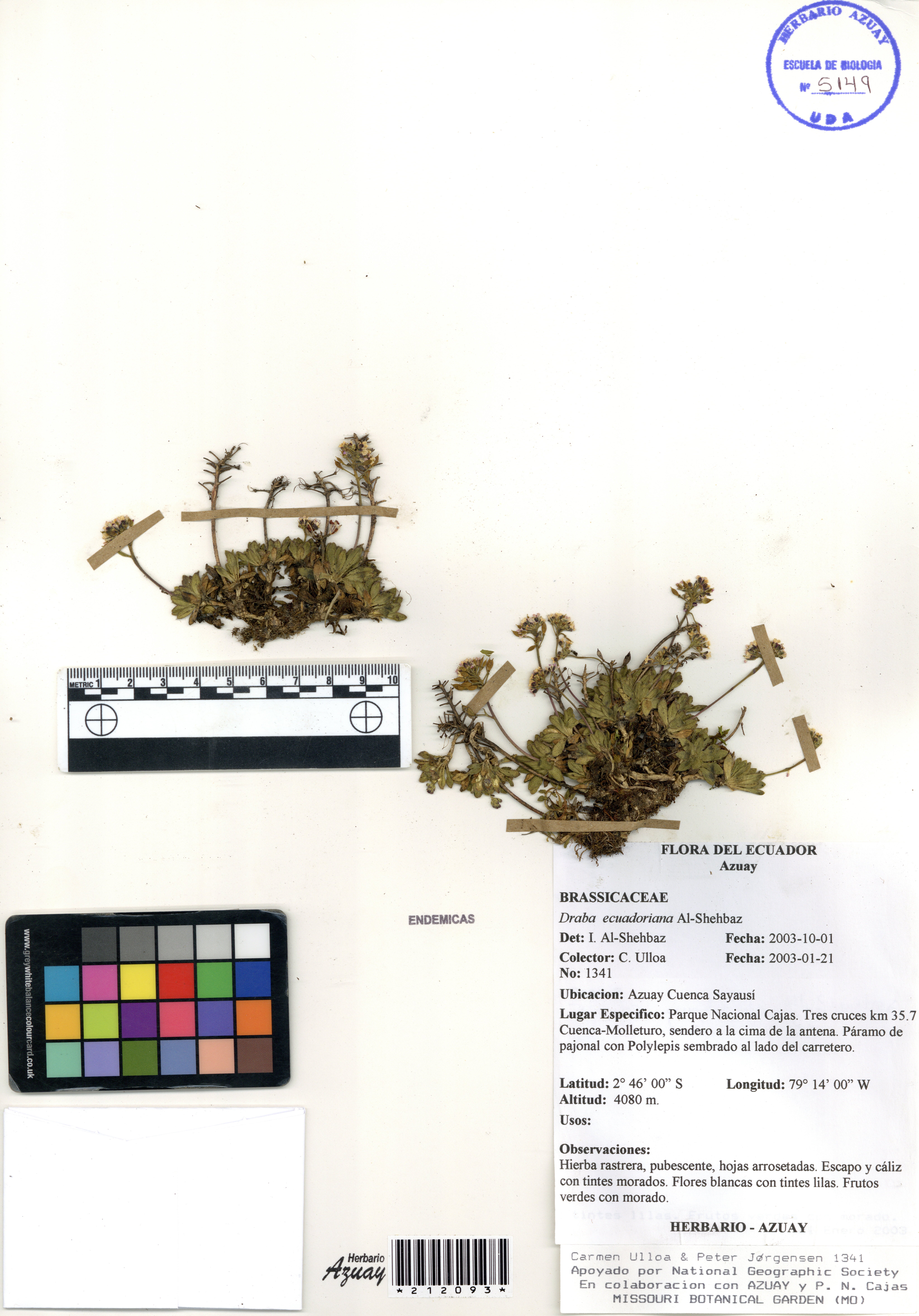 Draba ecuadoriana Al-Shehbaz