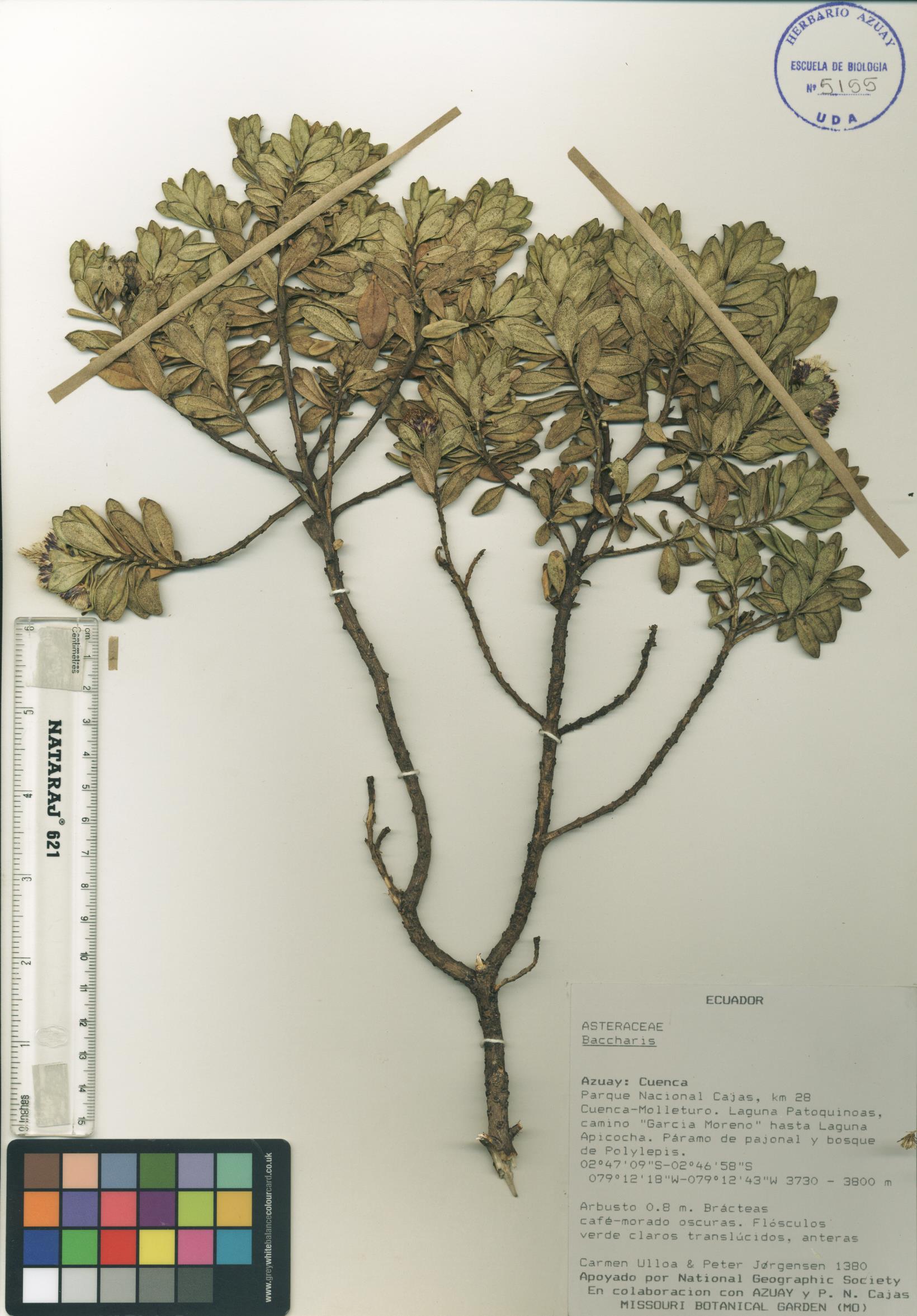 Baccharis sp. SIN DETERMINAR