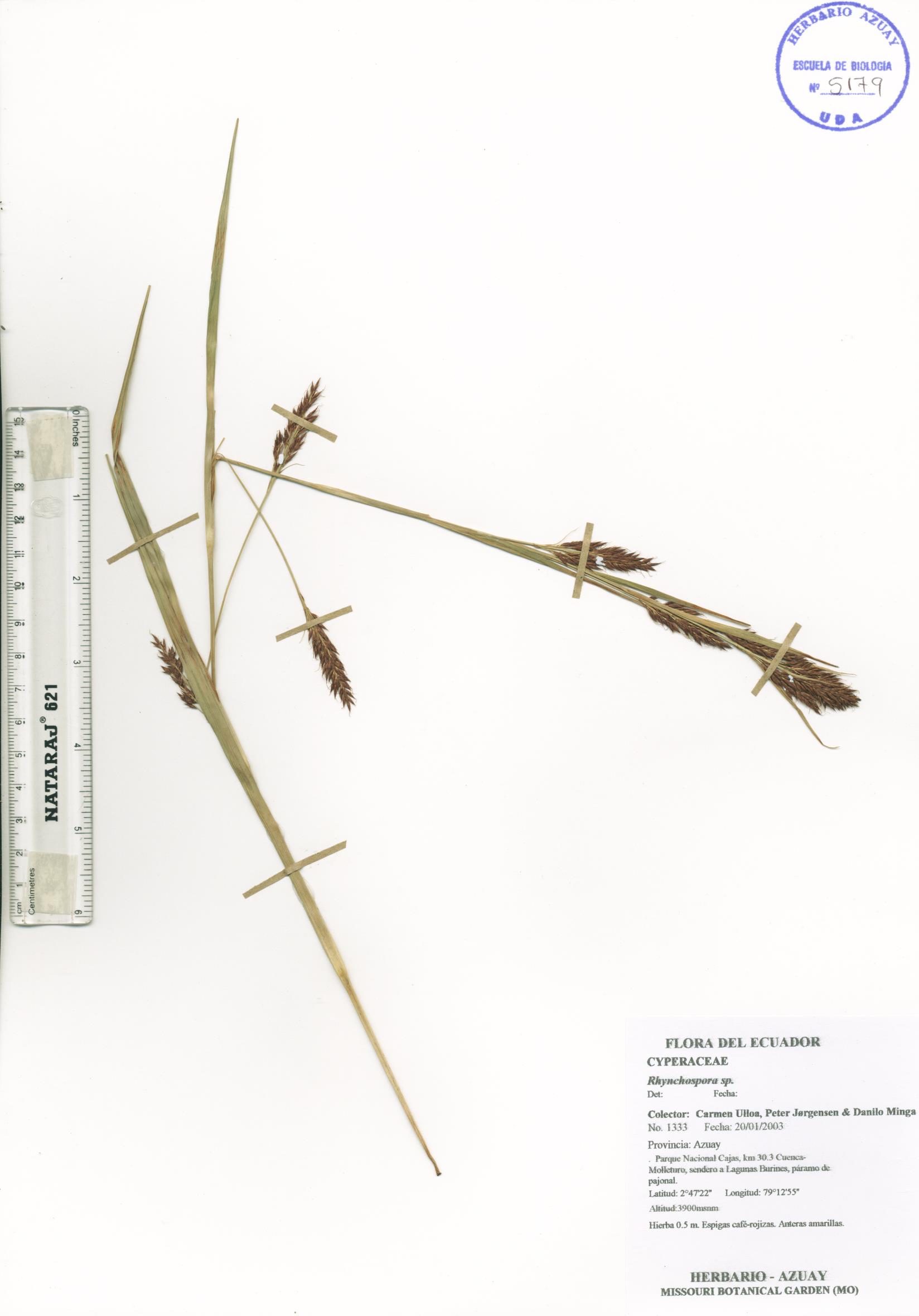 Rhynchospora sp. SIN DETERMINAR