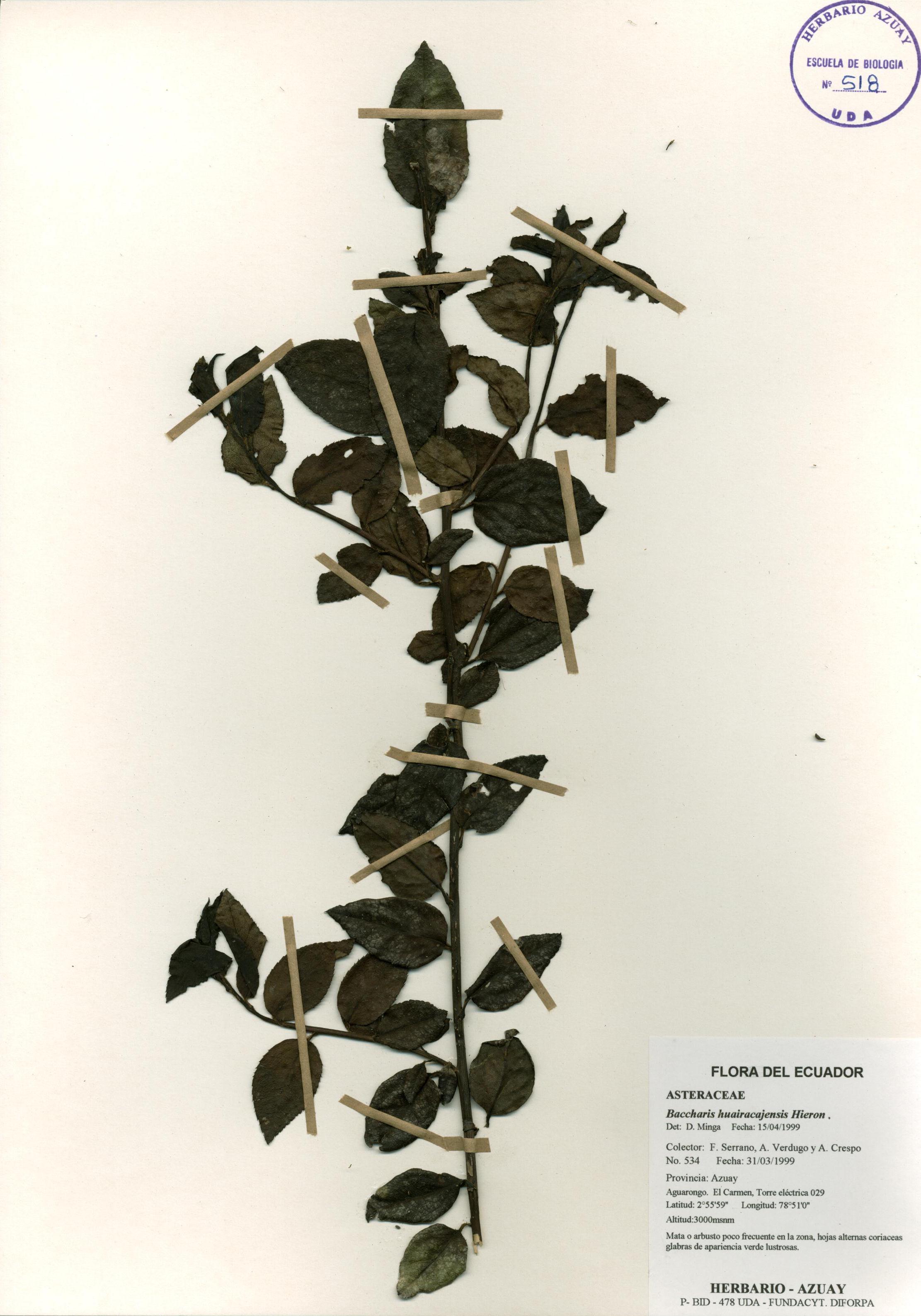 Baccharis huairacajensis Hieron.