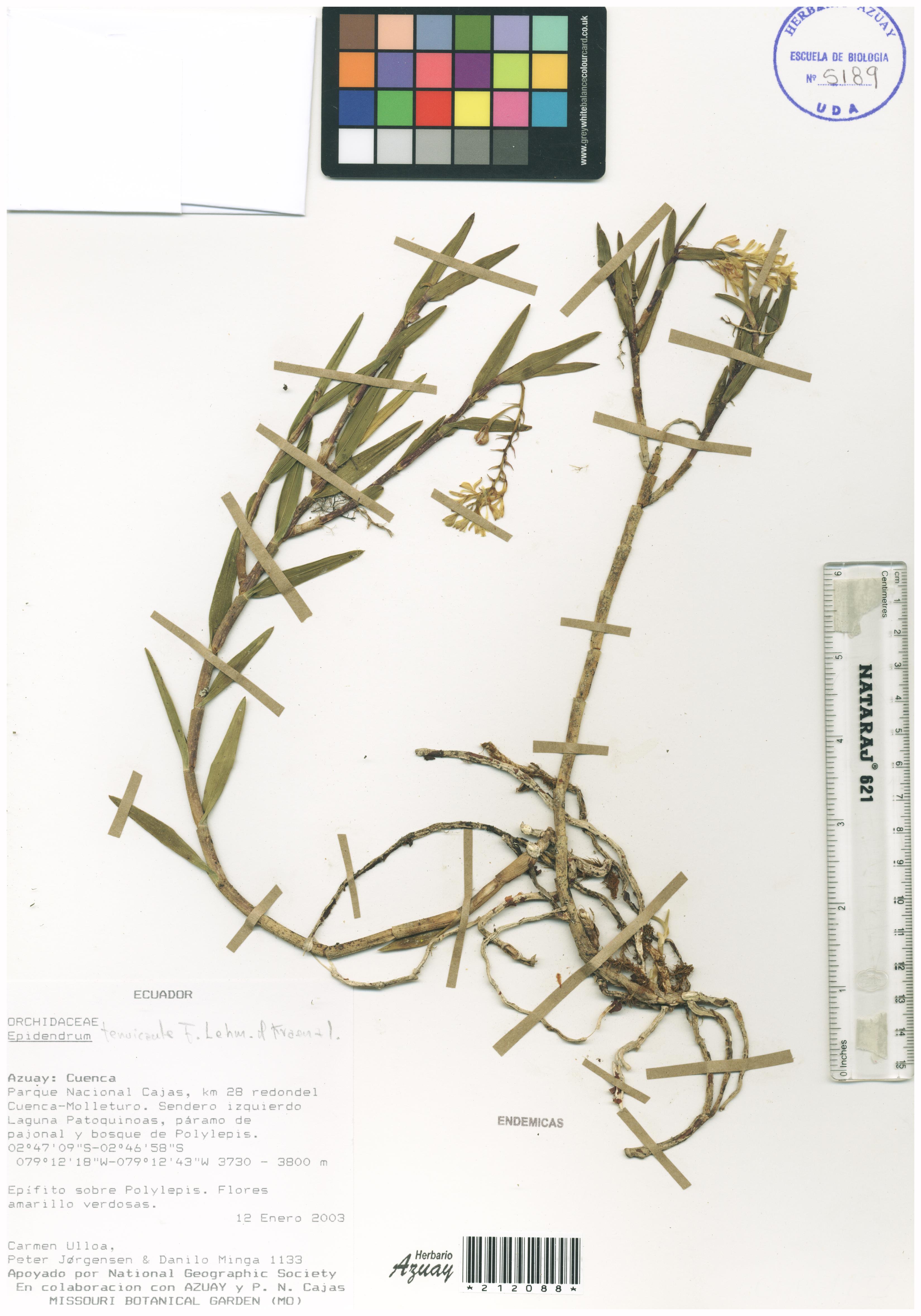 Epidendrum tenuicaule F. Lehm. & Kraenzl.