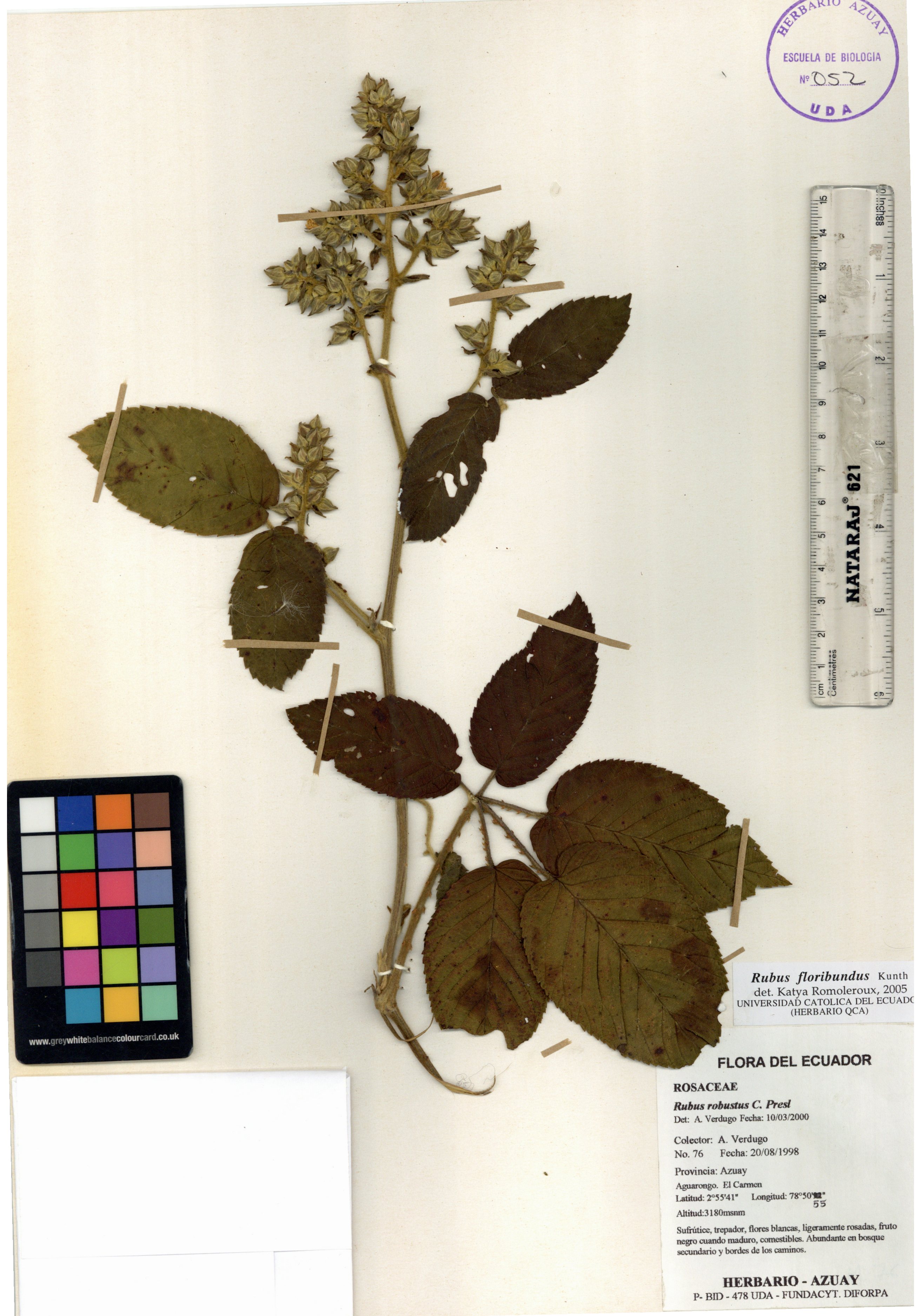 Rubus floribundus Kunth