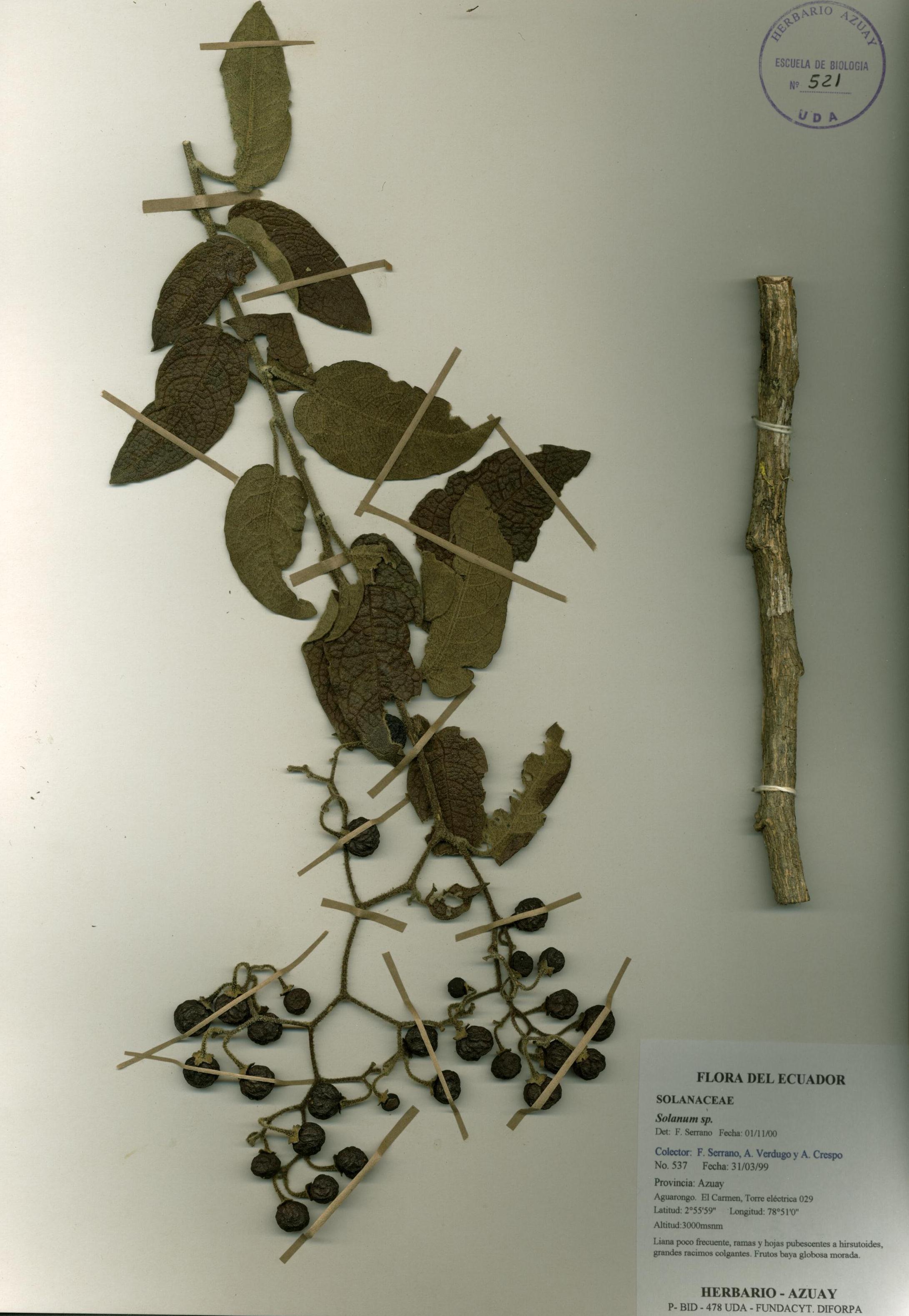 Solanum sp. SIN DETERMINAR