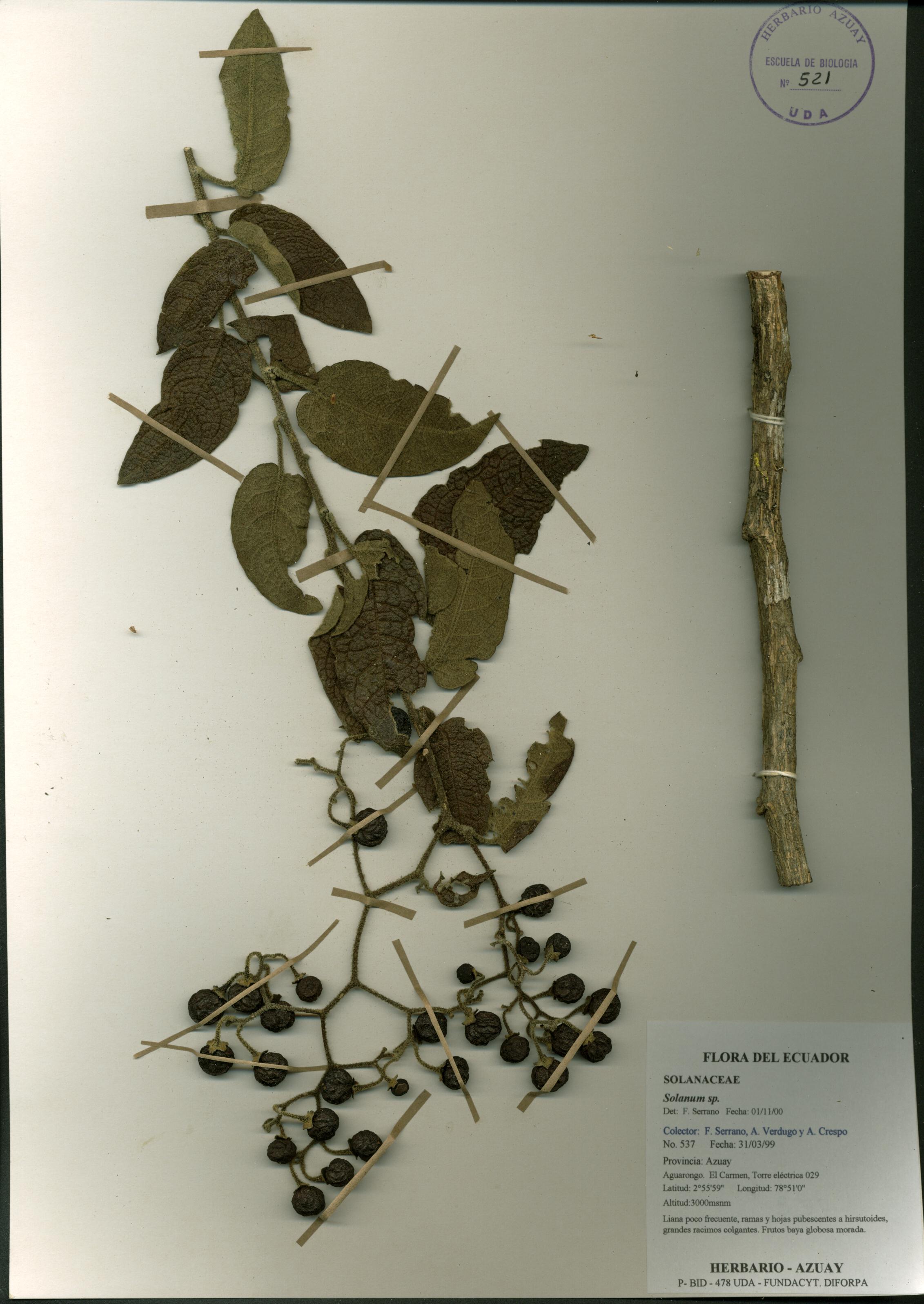 Solanum sp. SIN DETERMINAR