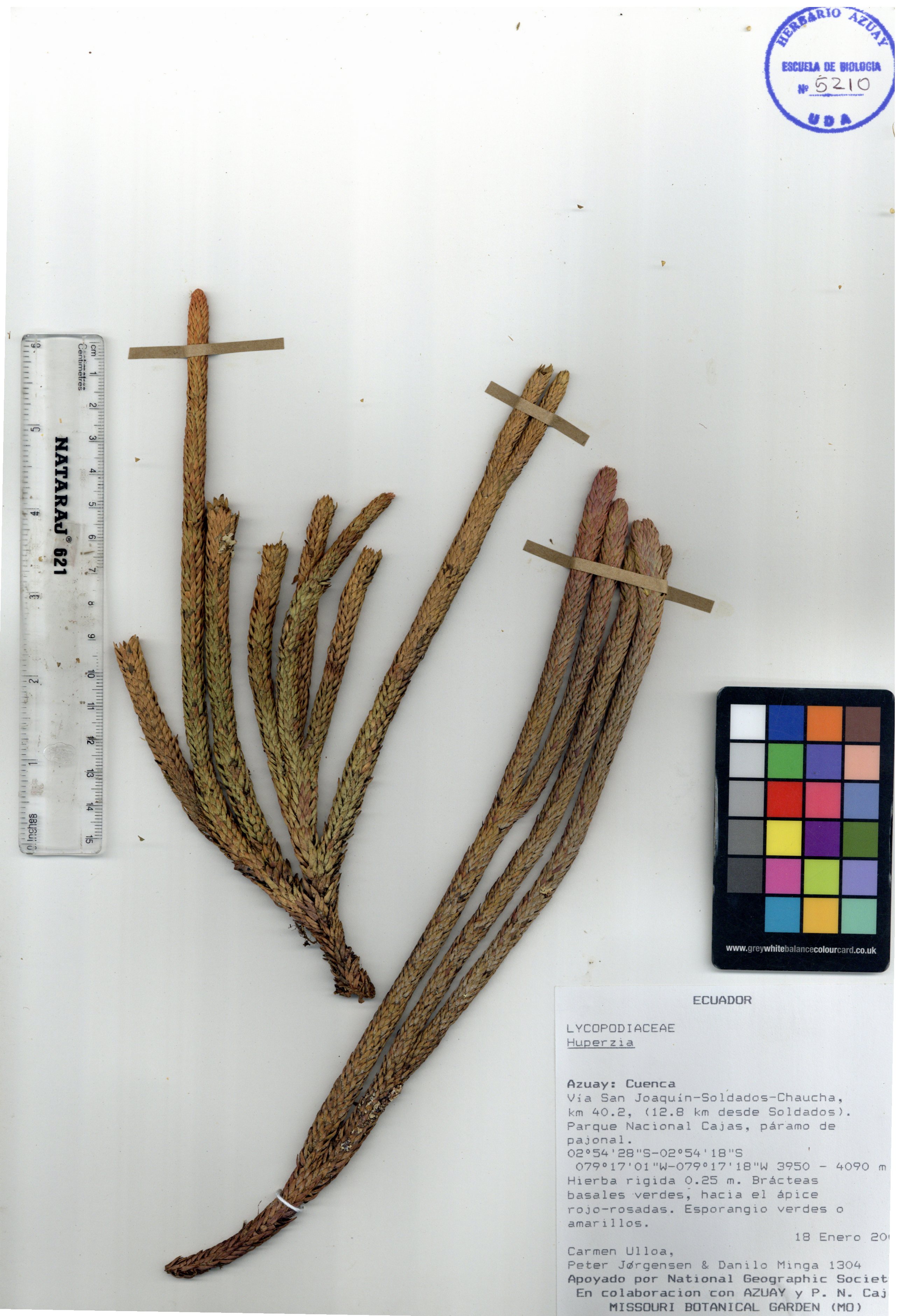Huperzia sp. SIN DETERMINAR