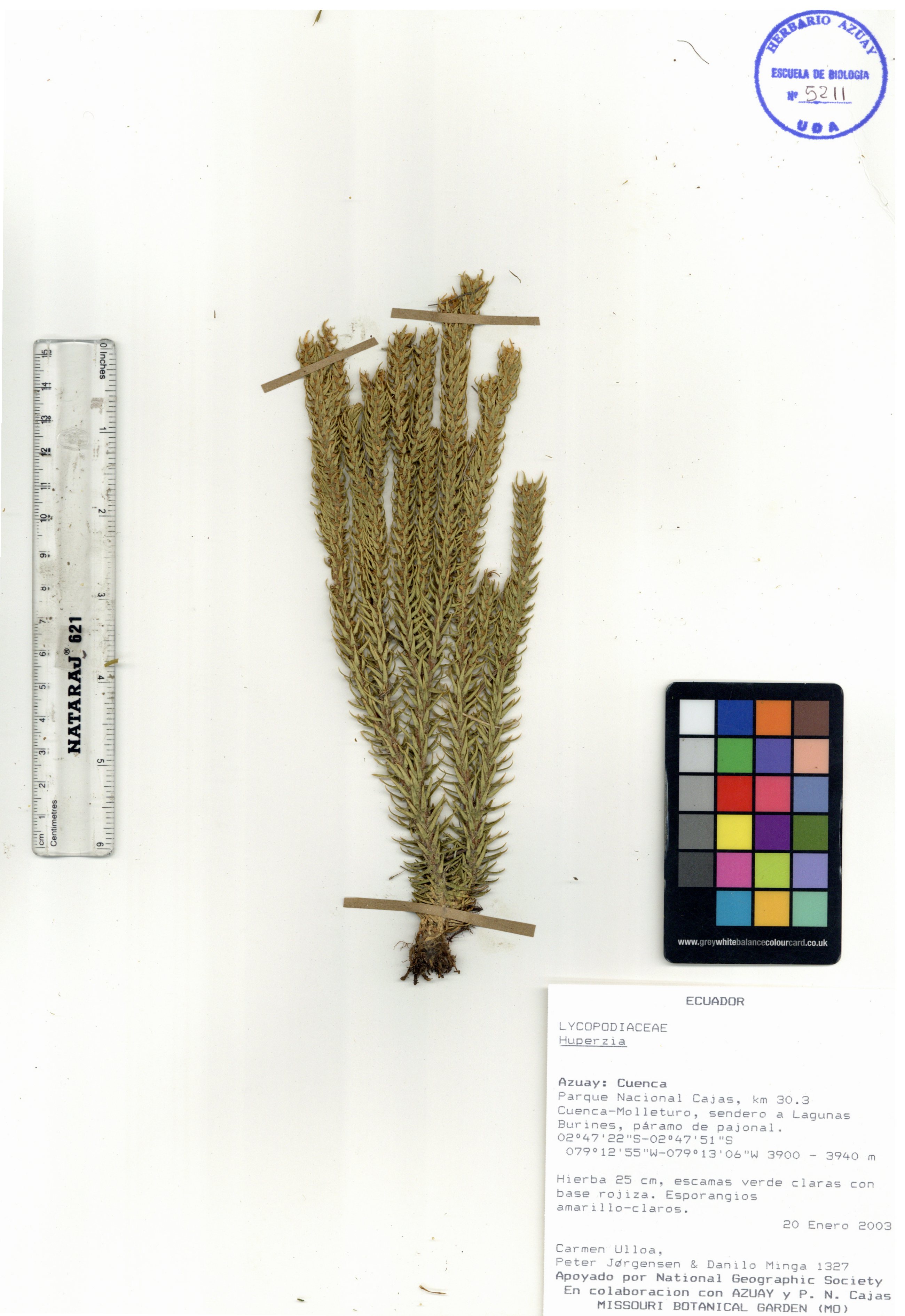 Huperzia sp. SIN DETERMINAR