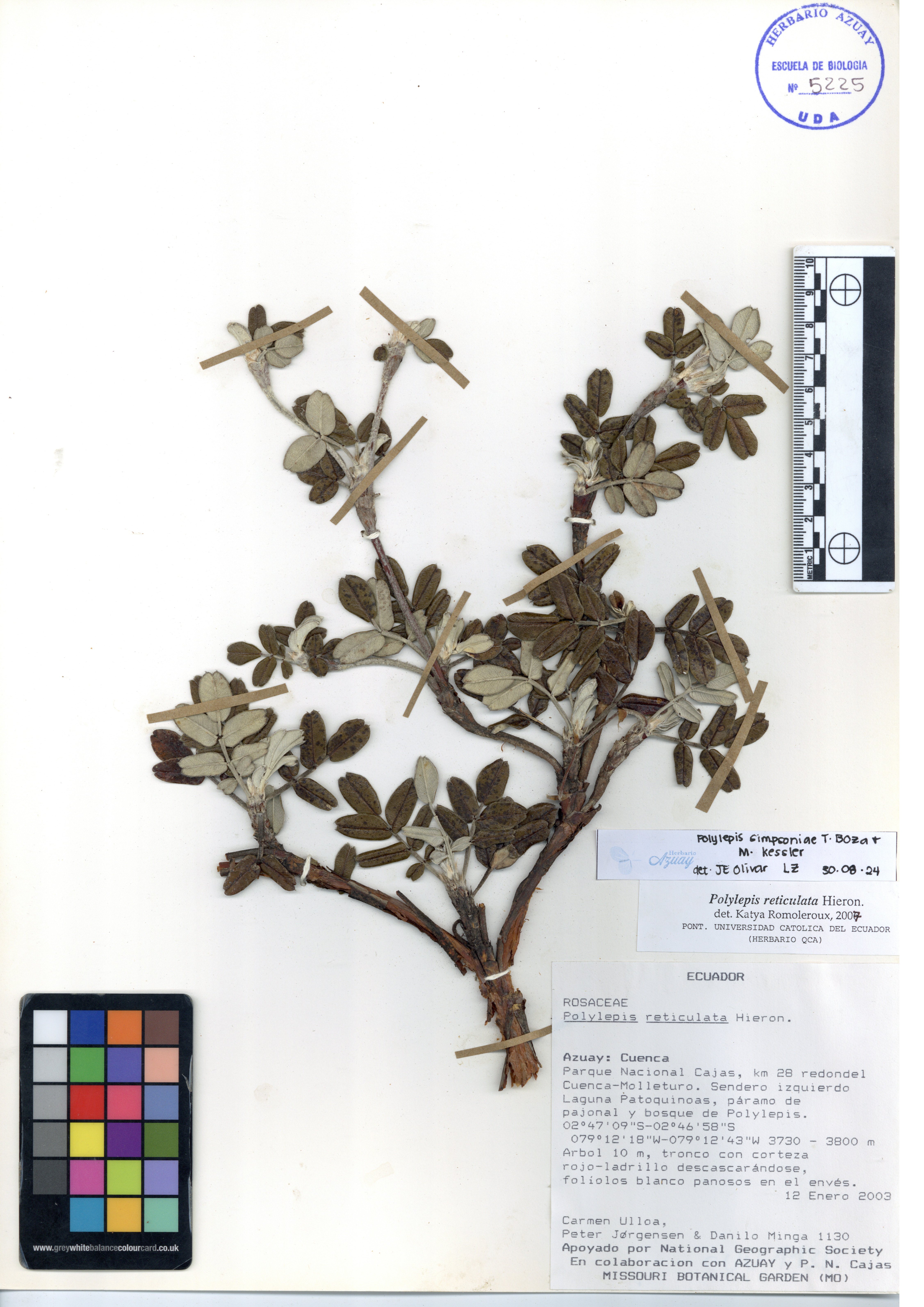 Polylepis simpsoniae T. Boza & M. Kessler