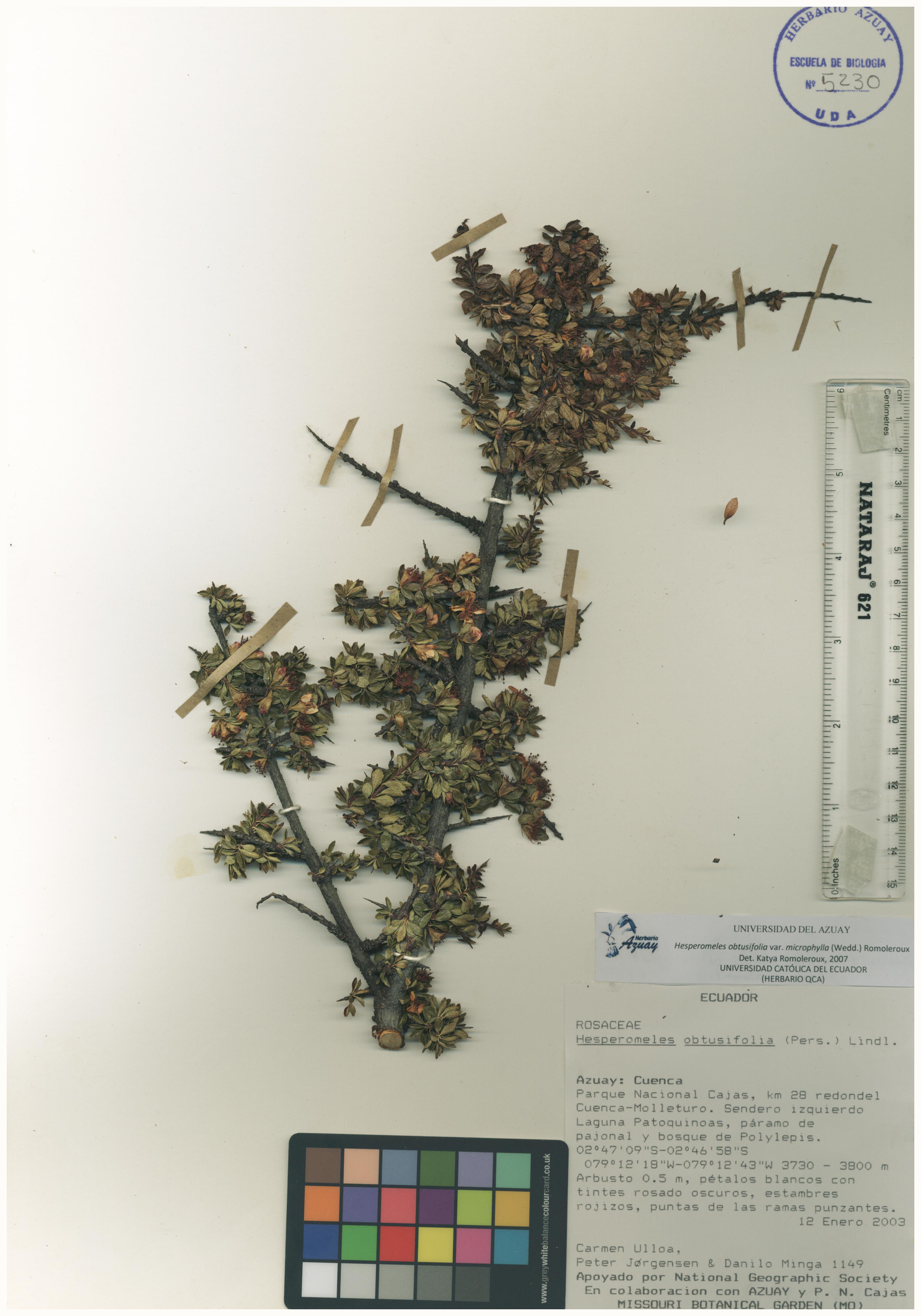 Hesperomeles obtusifolia (Pers.) Lindl.