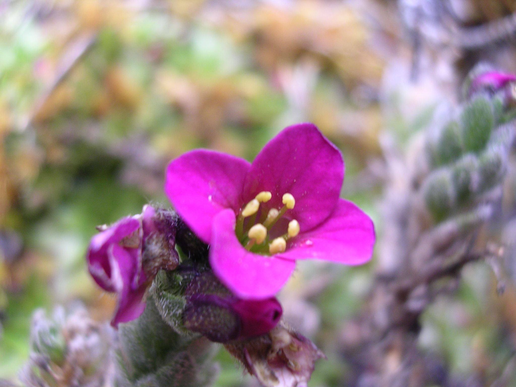 Draba steyermarkii Al-Shehbaz
