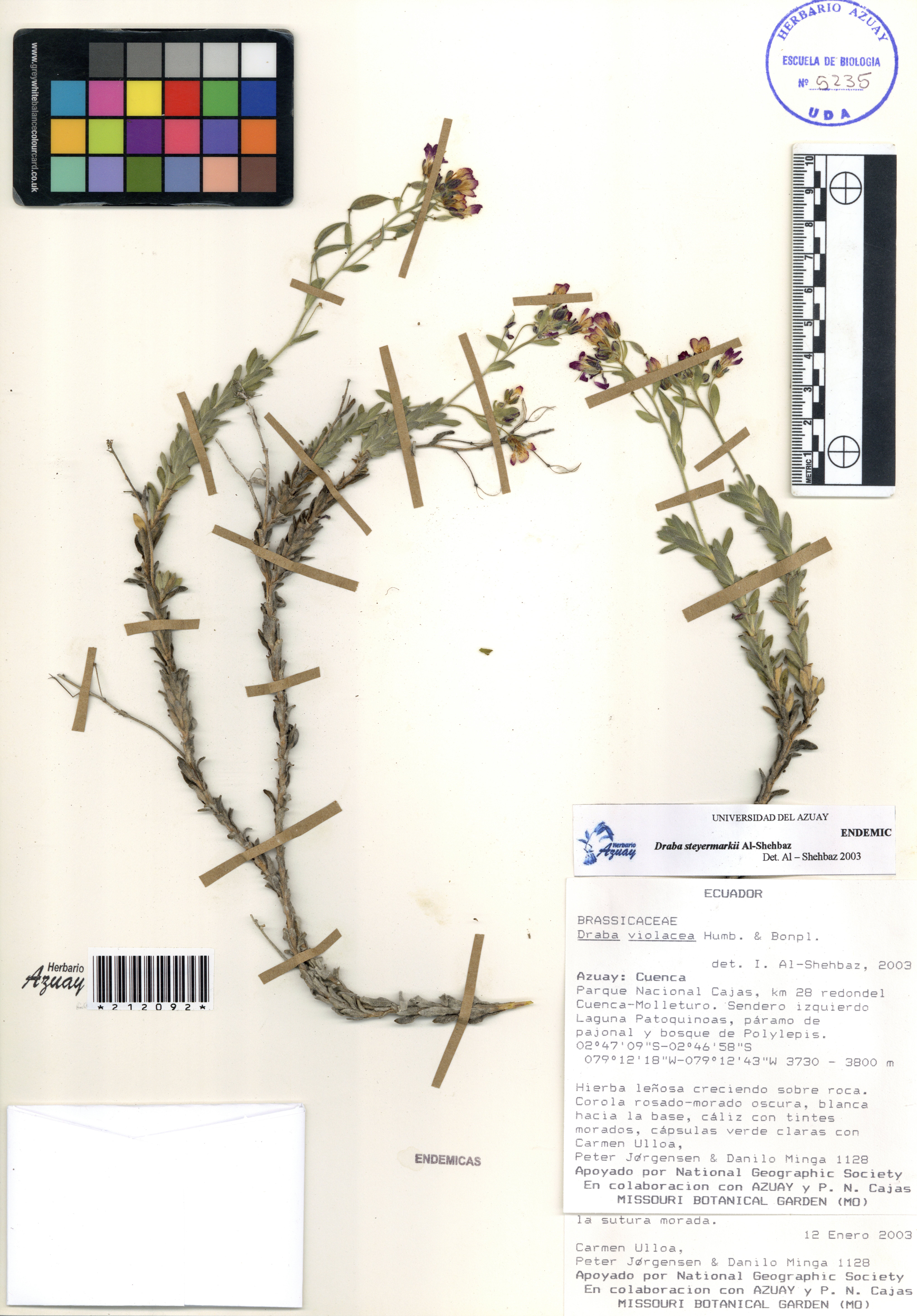 Draba steyermarkii Al-Shehbaz
